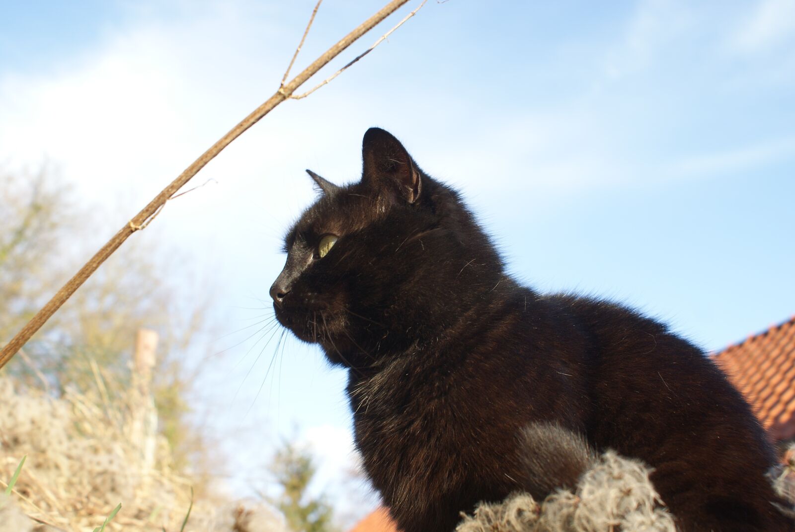 Sony Alpha DSLR-A200 sample photo. Cat, black, feline photography