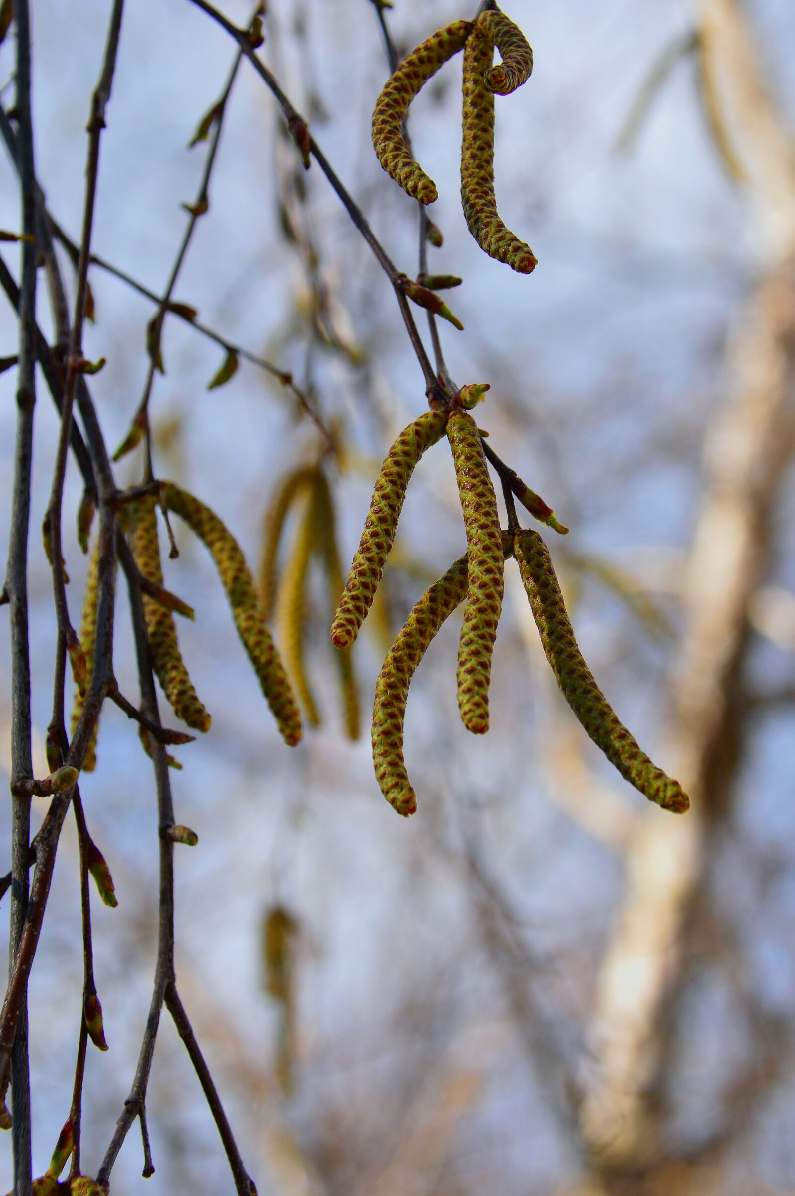 Nikon D3200 sample photo. Wood, nature, branch photography