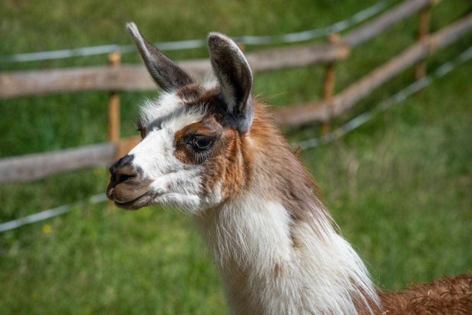 Nikon D7100 sample photo. Lama, pinto, colorful photography