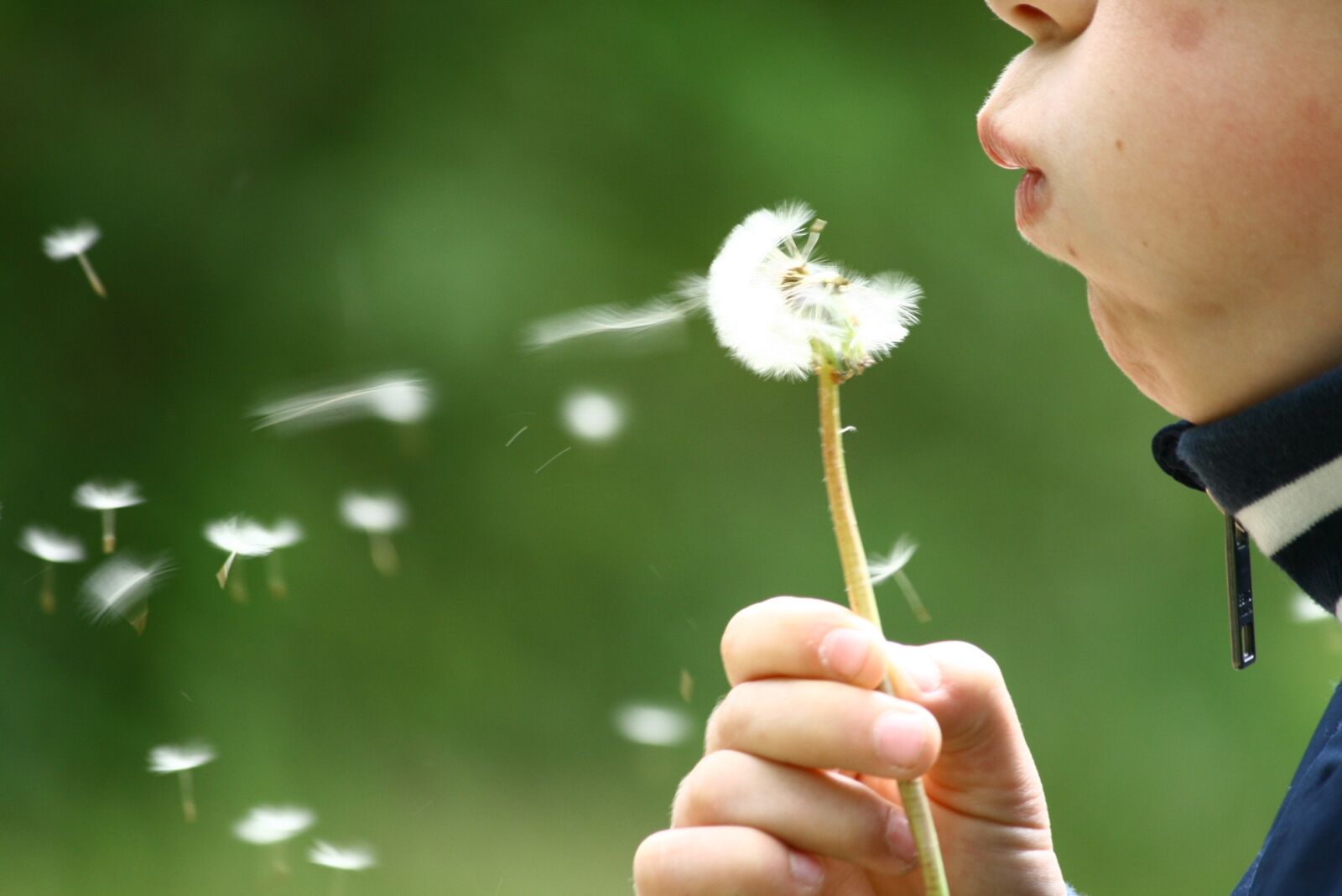 Canon EOS 400D (EOS Digital Rebel XTi / EOS Kiss Digital X) sample photo. Dandelion, blowing, childhood photography