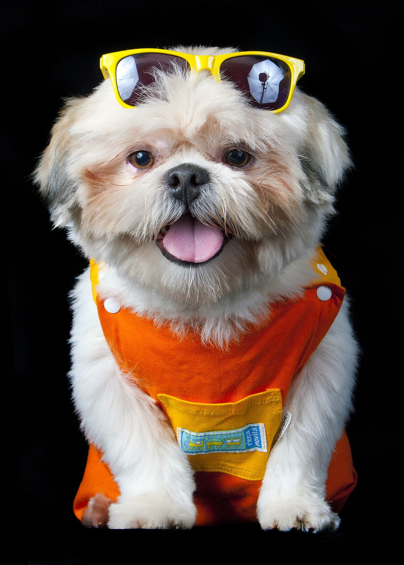 Canon EOS 40D sample photo. Pet, beach, sunglasses photography