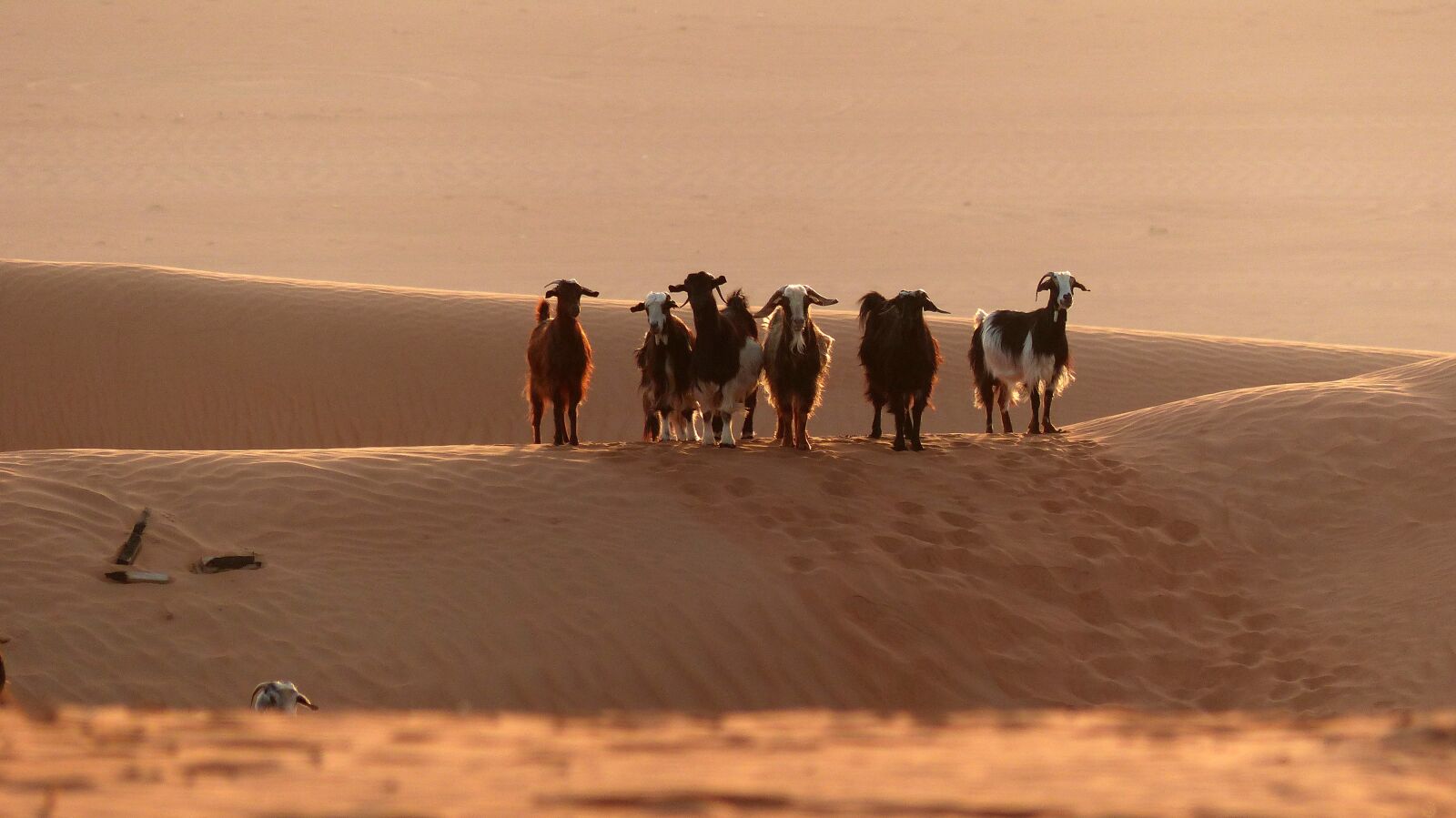 Panasonic Lumix DMC-FZ200 sample photo. Goat, dune, animal photography
