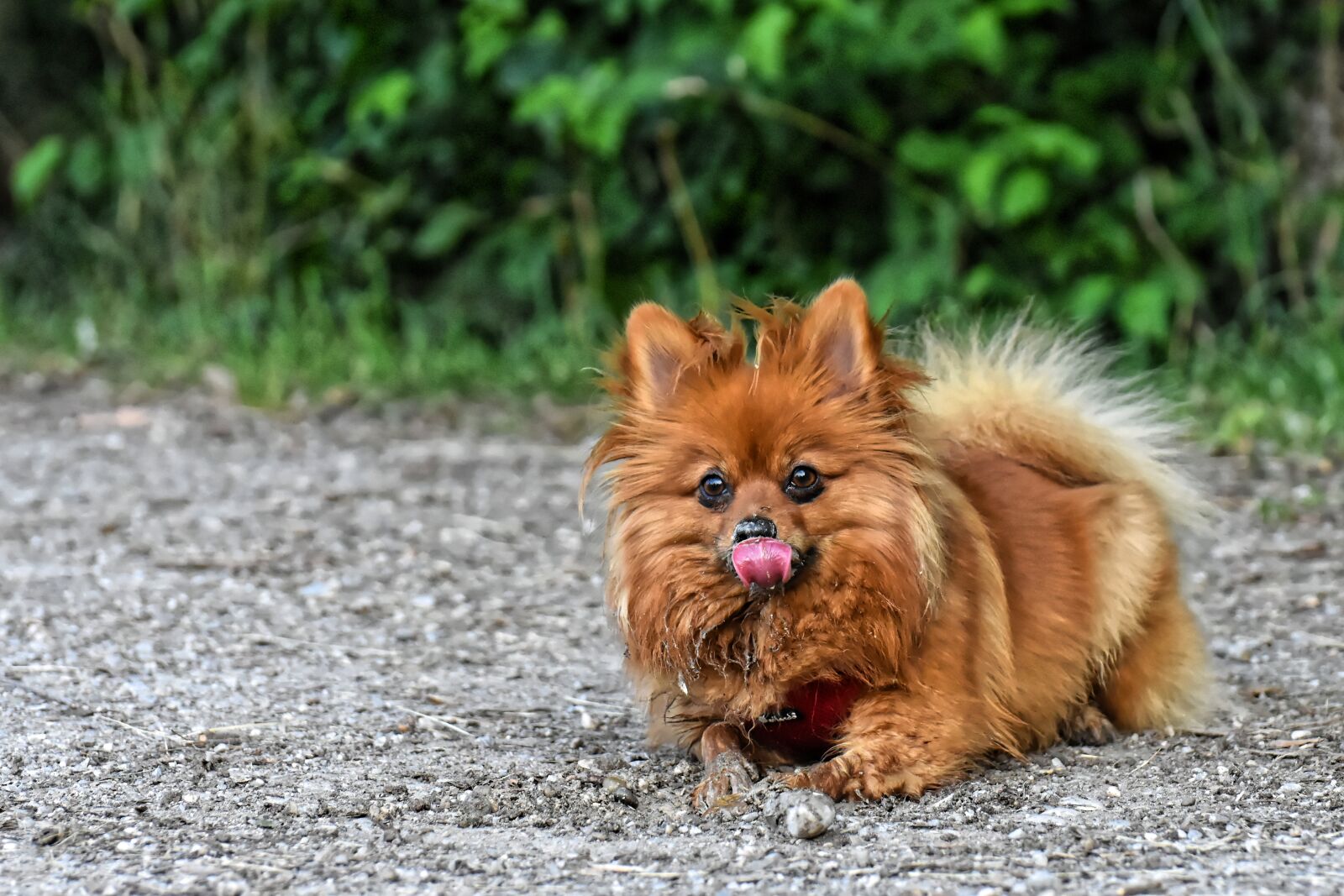 Nikon D7200 sample photo. Dwarf spitz, dog, cute photography