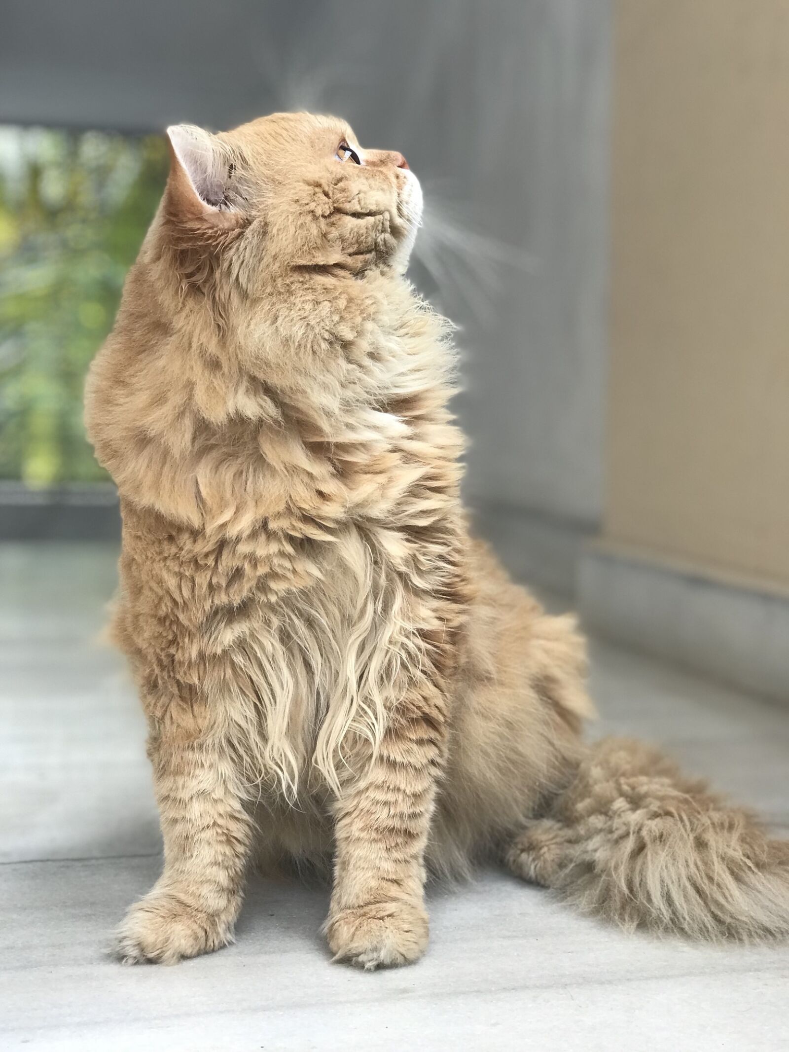 Apple iPhone 7 Plus sample photo. Cat, my, cat, pet photography