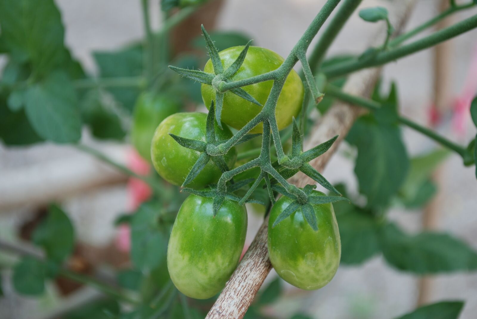 Nikon D80 sample photo. Tomato, vegetable, kitchen garden photography