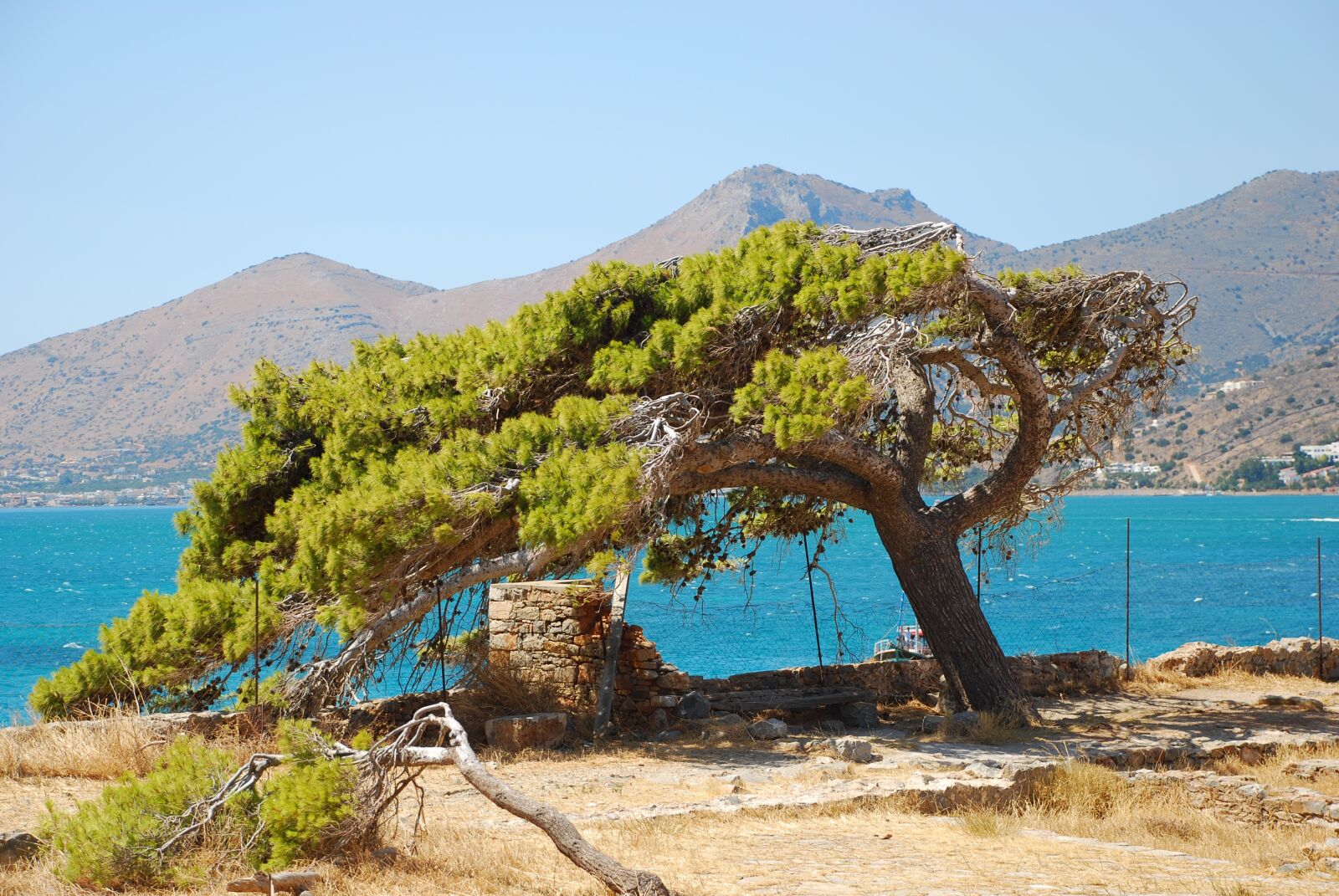 Nikon D80 sample photo. Nature, tree, sea photography