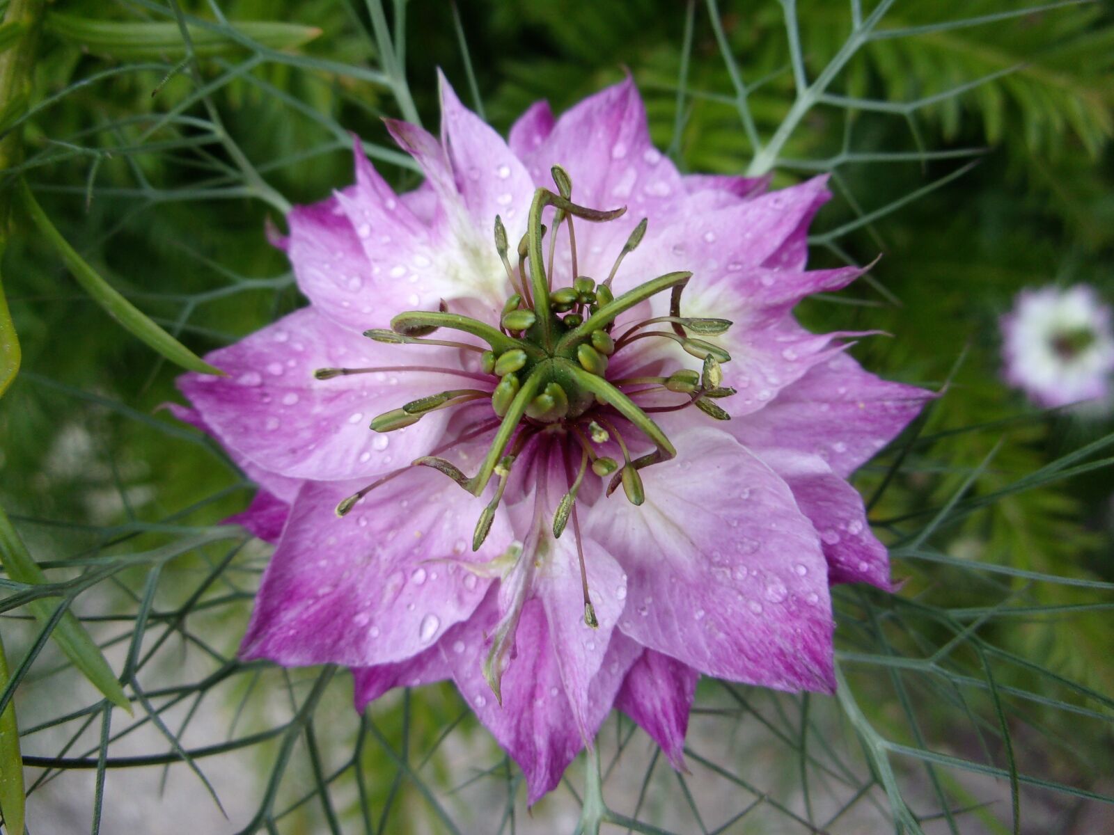JK KODAK PIXPRO X53 sample photo. Damascus nigella, flower, garden photography