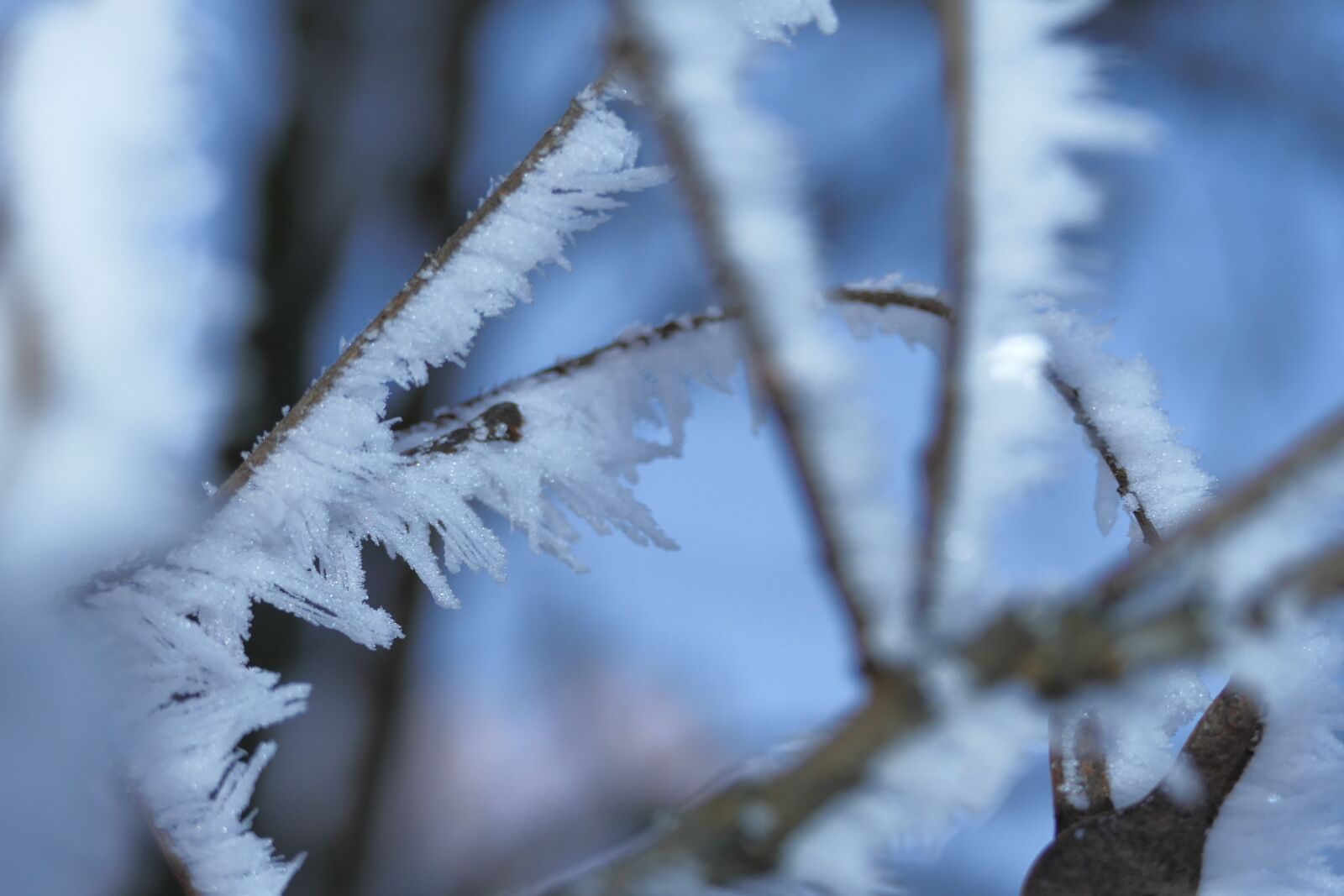 Panasonic Lumix DMC-FZ1000 sample photo. A branch, winter, frost photography