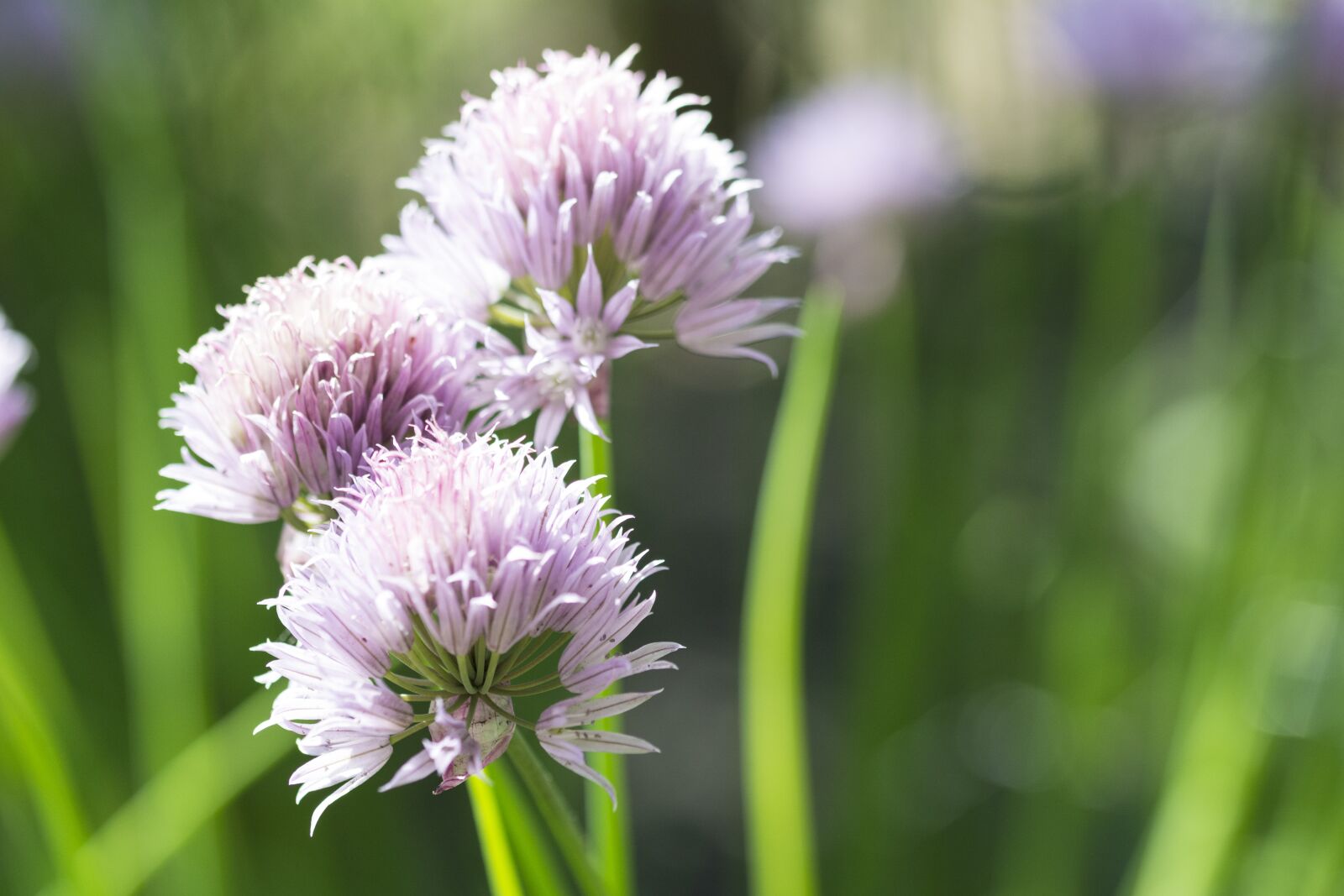 Nikon D5200 sample photo. Flower, pink, purple photography