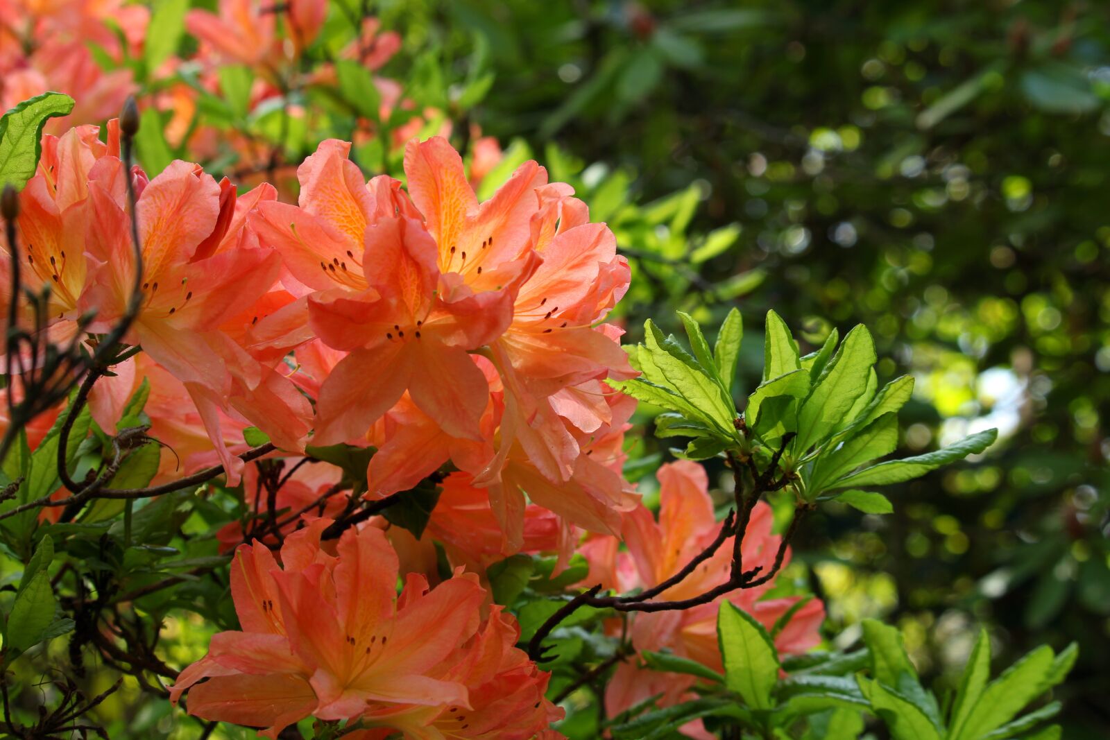 Canon EF-S 55-250mm F4-5.6 IS STM sample photo. Rhododendron, arboretum, park photography