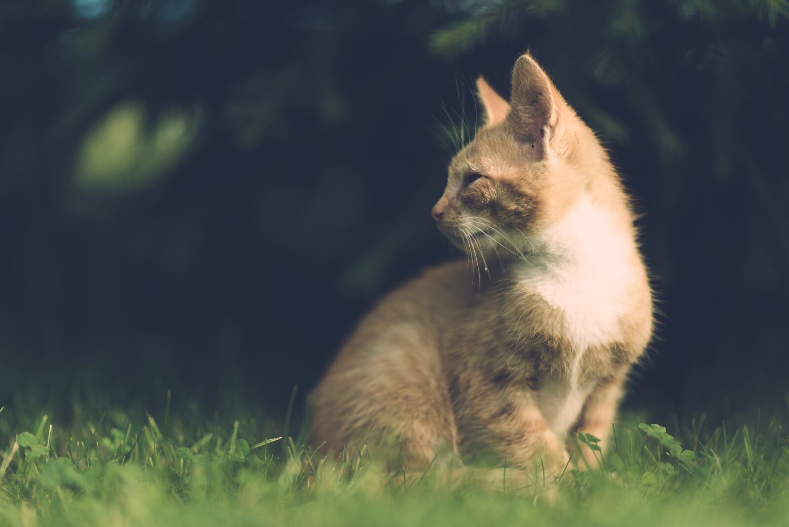 Nikon D600 sample photo. Cat, village, vintage photography
