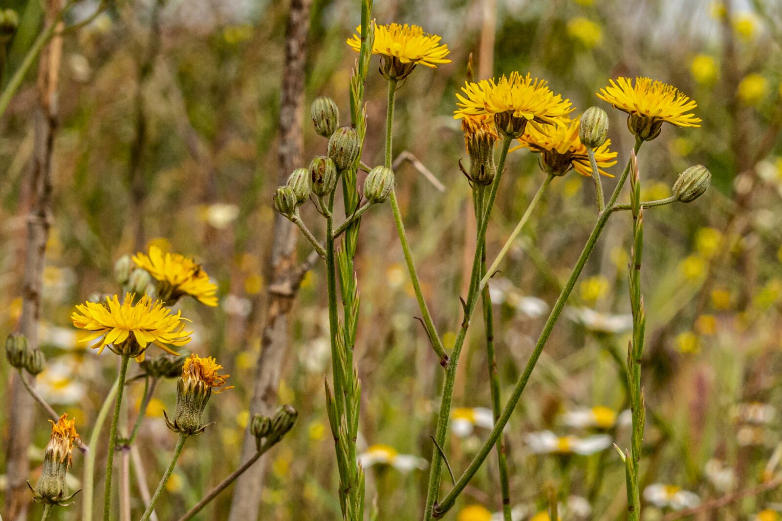 Nikon D7100 sample photo. Flowers, spring, wild photography