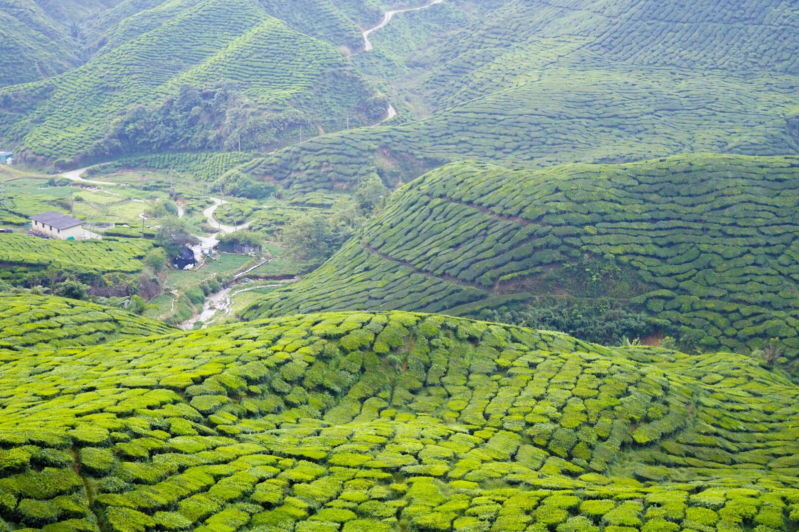 Sony a7 II + Sony FE 28-70mm F3.5-5.6 OSS sample photo. Tea, cameron highland, malaysia photography