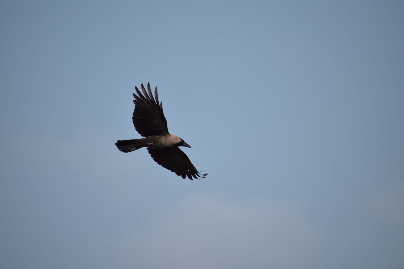 Nikon D5600 sample photo. Crow, bird flight, flying photography
