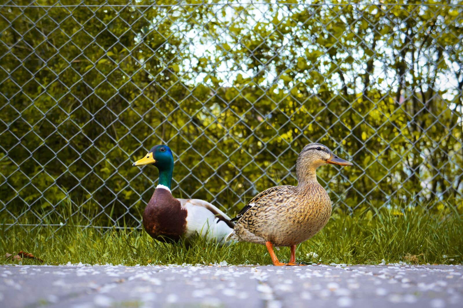 Sony Alpha NEX-5N + Sony E 18-55mm F3.5-5.6 OSS sample photo. Ducks, mallards, male photography