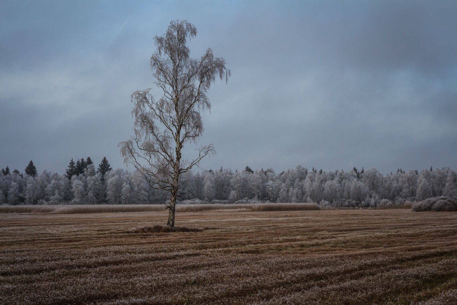 Canon EOS 650D (EOS Rebel T4i / EOS Kiss X6i) sample photo. Autumn landscape, winter, cold photography