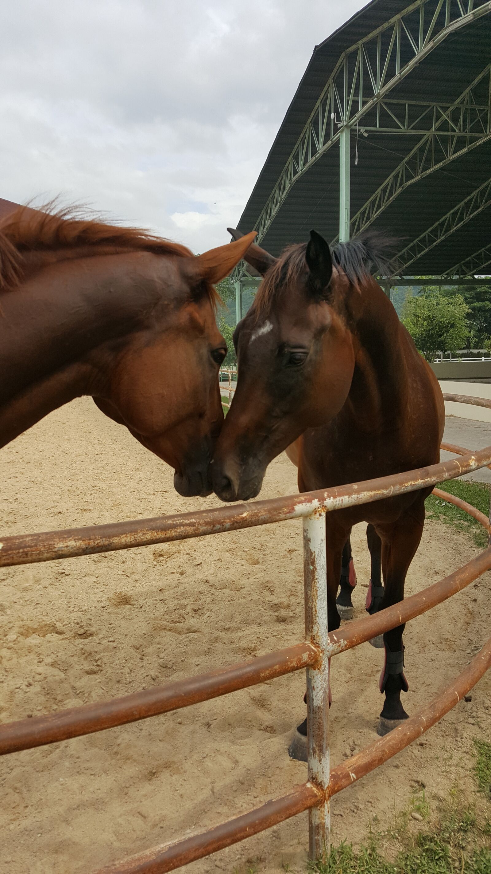 Samsung Galaxy Note5 sample photo. Horse, love, friendship photography