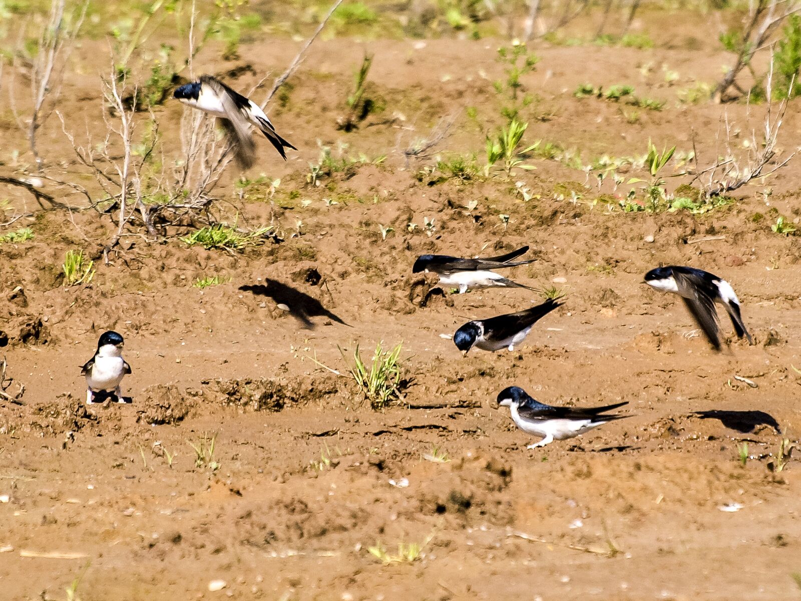 Olympus E-3 sample photo. Martin, schwalbe, bird photography