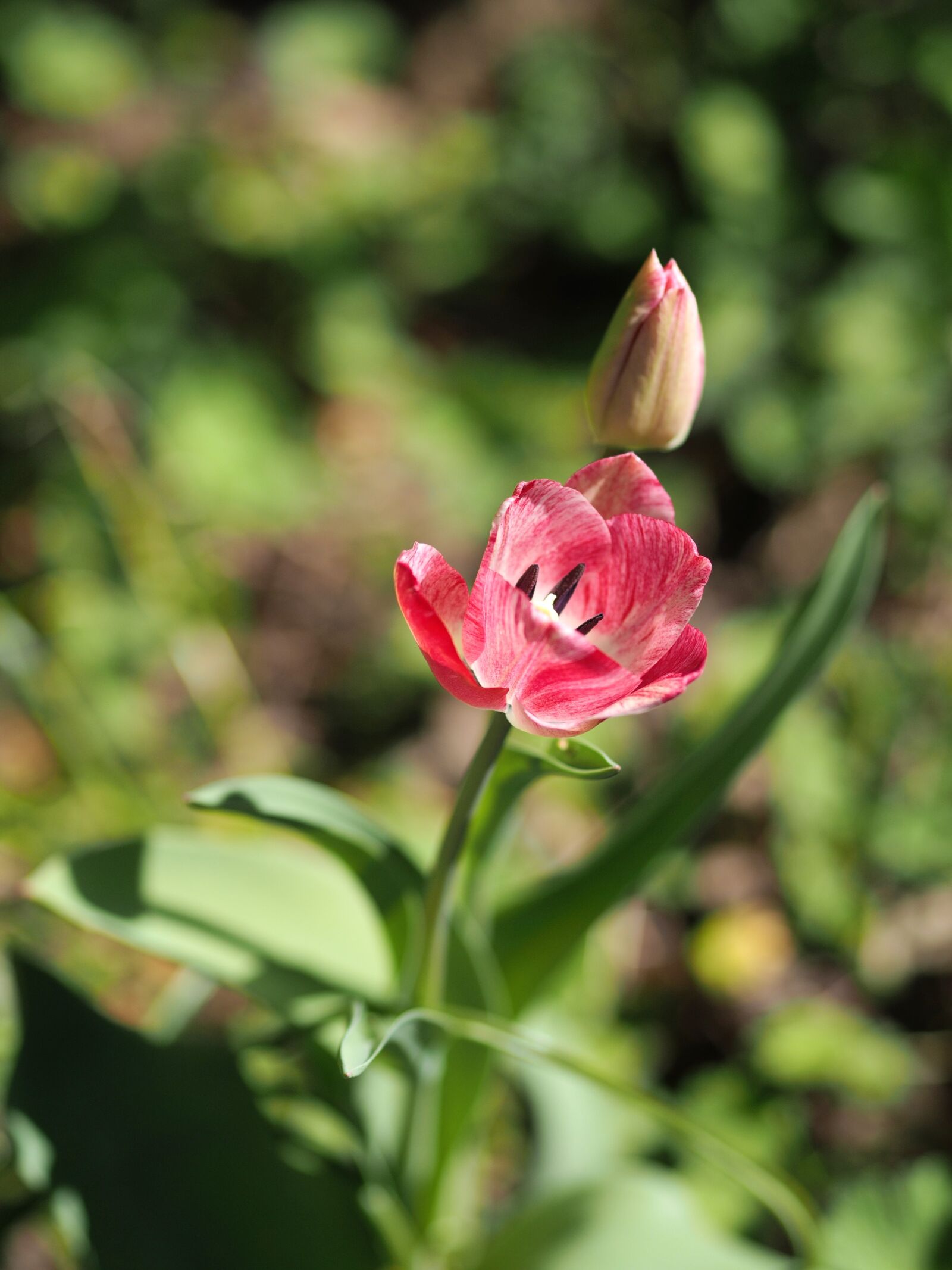 Olympus PEN E-PL7 + Olympus M.Zuiko Digital ED 75mm F1.8 sample photo. Tulip, red white, flower photography