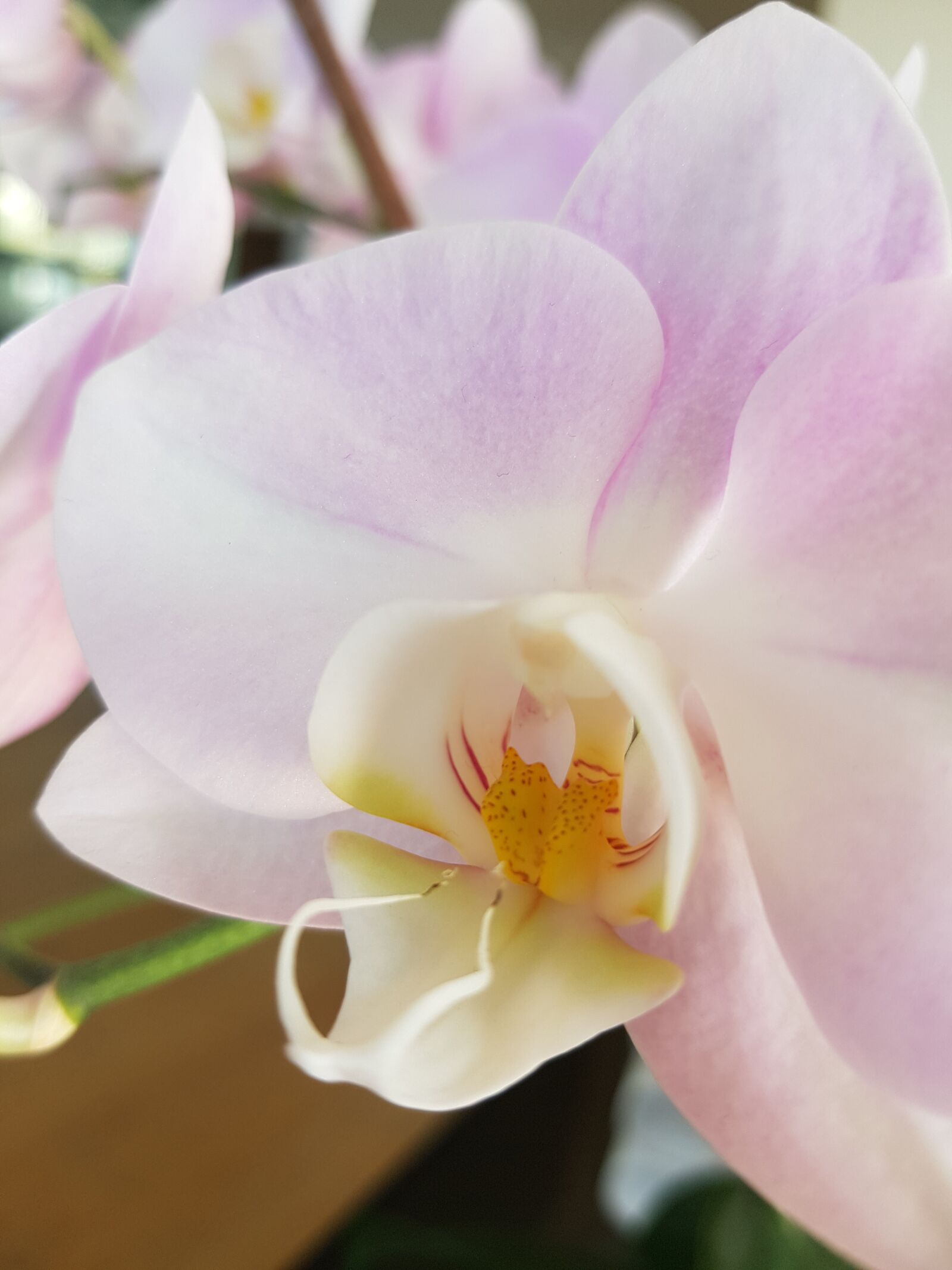 Samsung Galaxy S7 sample photo. Flower, orchid, plants photography
