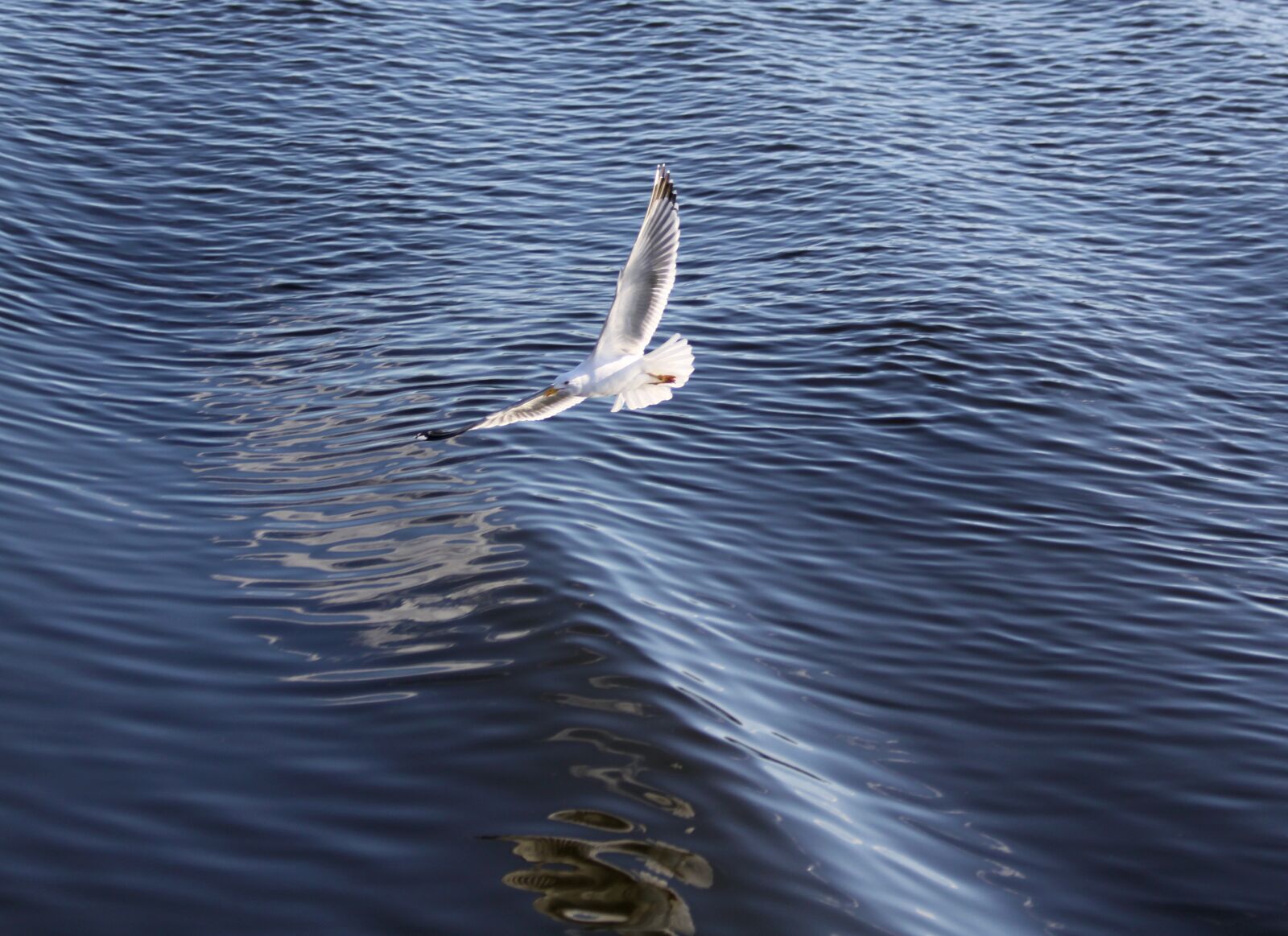 Canon EOS 50D sample photo. Landscape, pictures, friendship photography