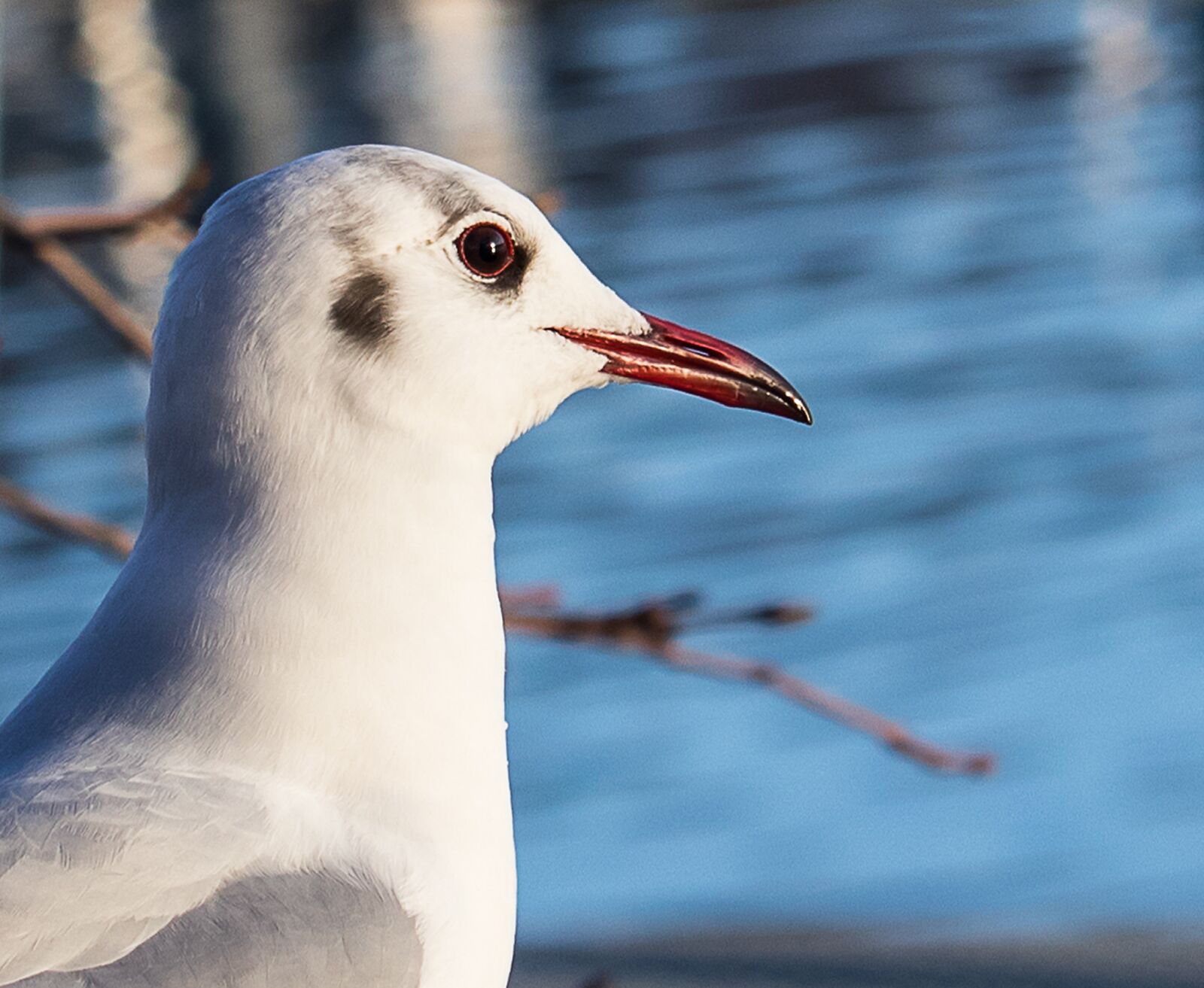 Canon EF-S 55-250mm F4-5.6 IS STM sample photo. Seagull, bird, animal photography