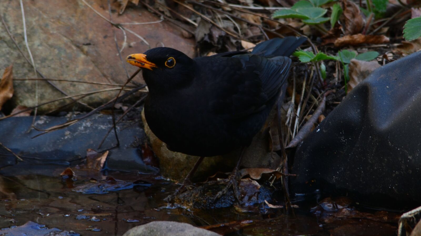 Nikon D5200 sample photo. Natural, bird, summer photography