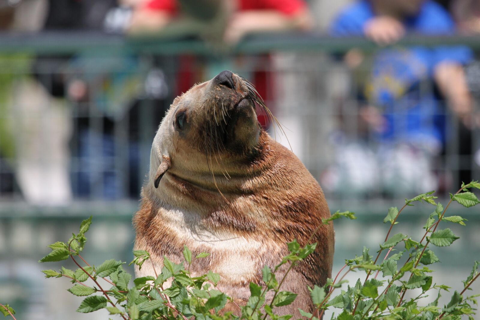 Canon EOS 500D (EOS Rebel T1i / EOS Kiss X3) sample photo. Sea lion, seal, robbe photography
