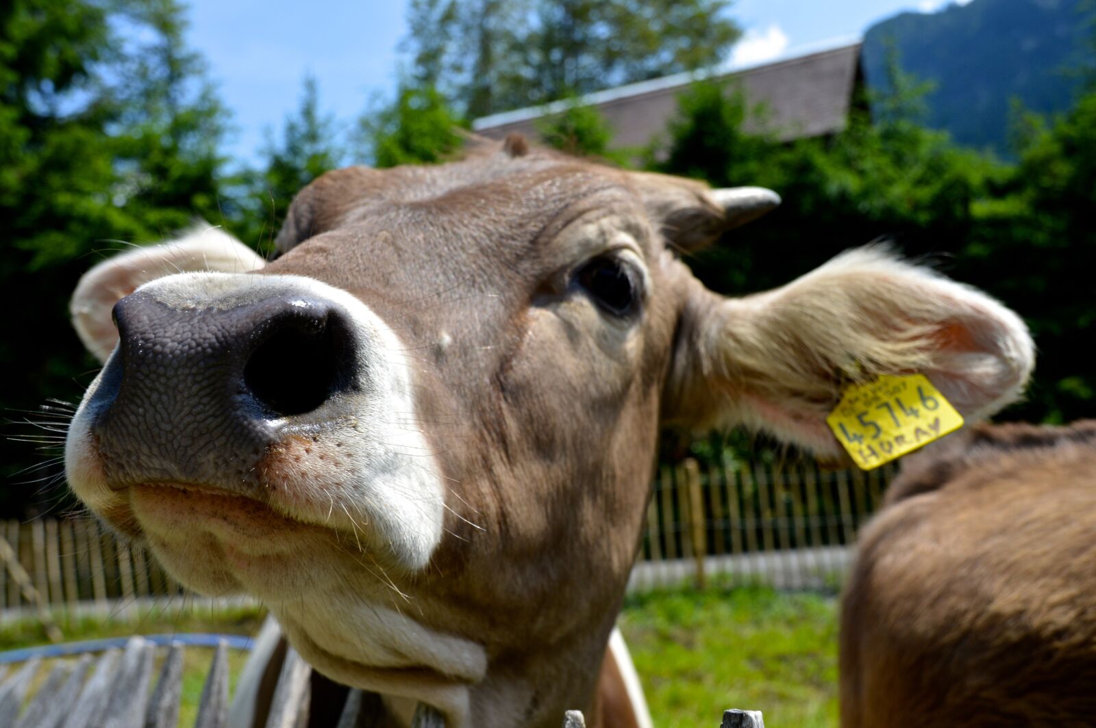 Nikon D3200 sample photo. Curiosity, cow, alm photography