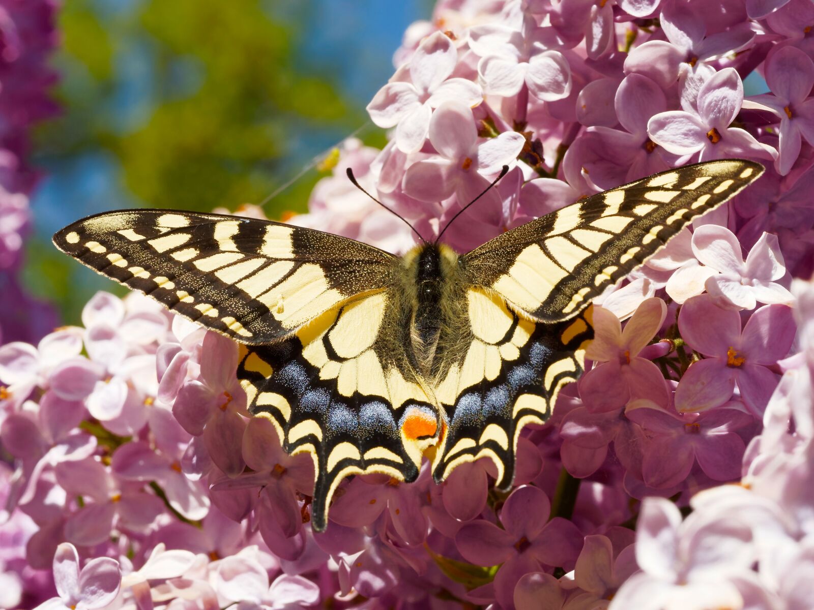 Olympus M.Zuiko Digital ED 60mm F2.8 Macro sample photo. Swallowtail, giant swallowtail, butterflies photography