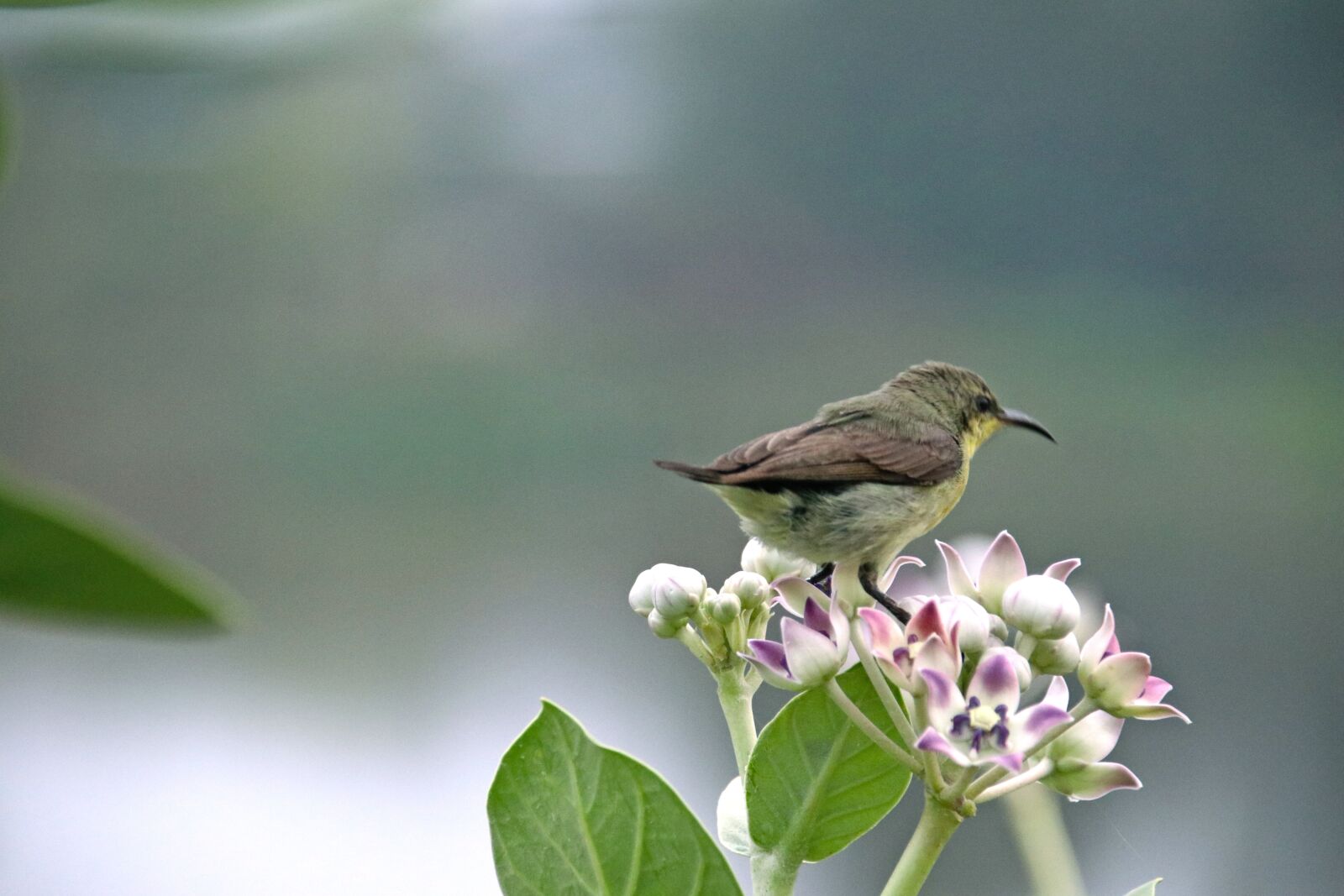 Canon EOS 80D sample photo. Sunbird, wildlife, india photography