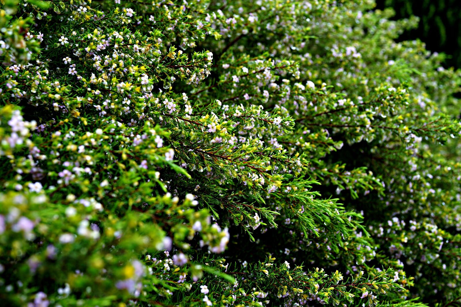 Sony Cyber-shot DSC-RX1R sample photo. Freshness, after the rain photography