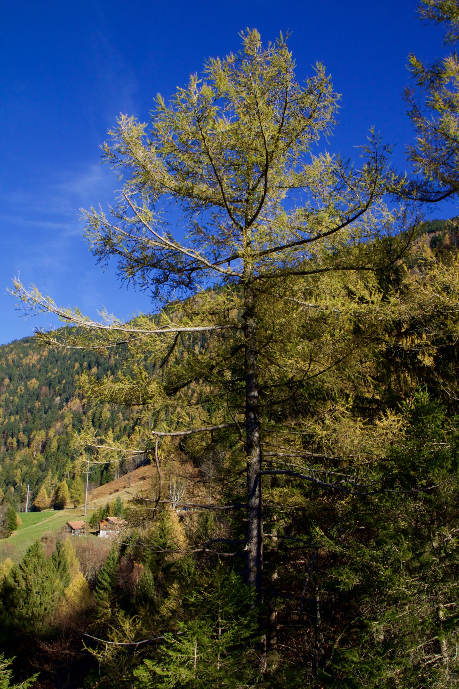 Canon EOS 70D sample photo. Mountains, alpine, forest photography