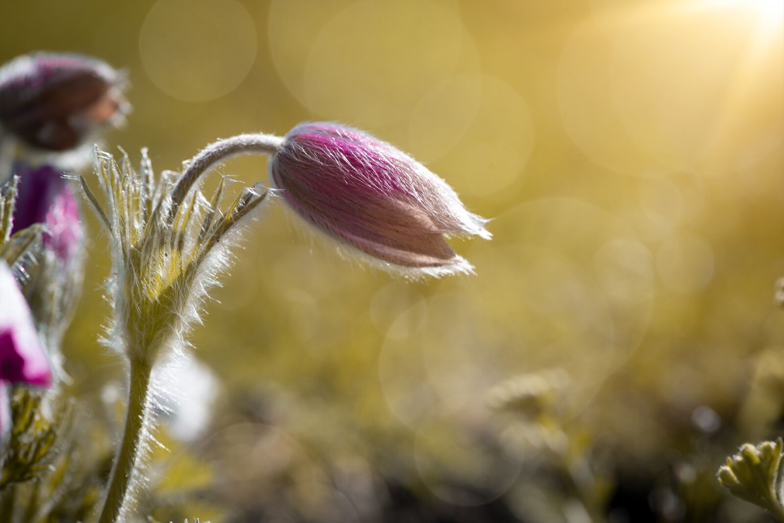 Nikon D750 sample photo. Anemone, blossom, bloom photography