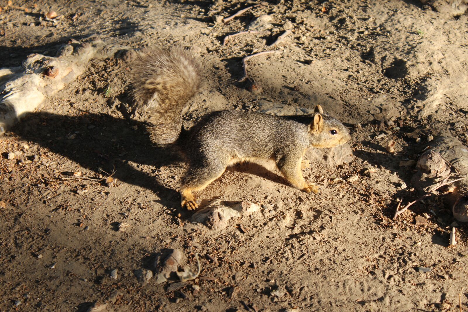 Canon EOS 1200D (EOS Rebel T5 / EOS Kiss X70 / EOS Hi) sample photo. Squirrel, scenic, nature photography