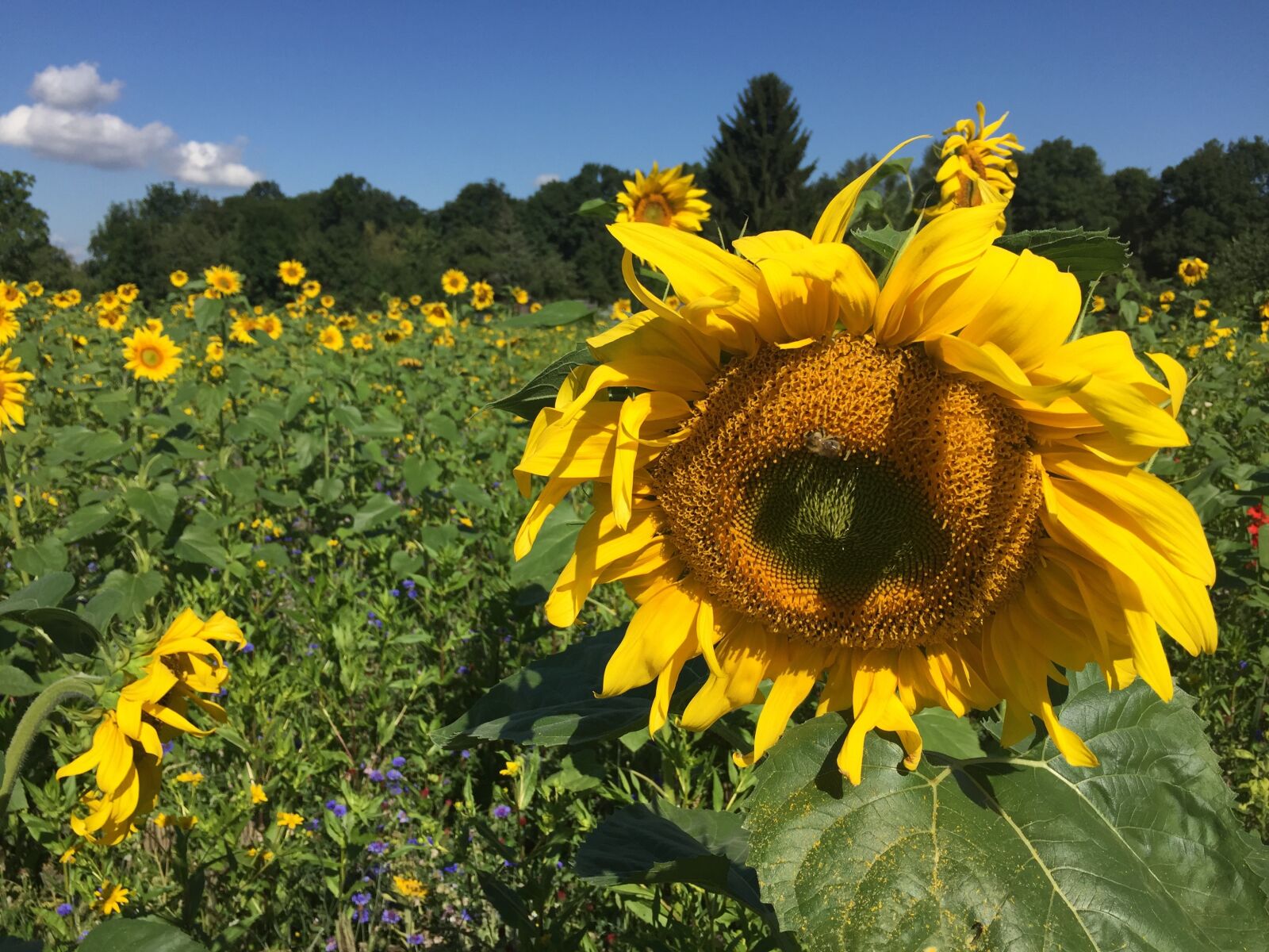 Apple iPhone 6 sample photo. Sunflower, flower meadow, summer photography