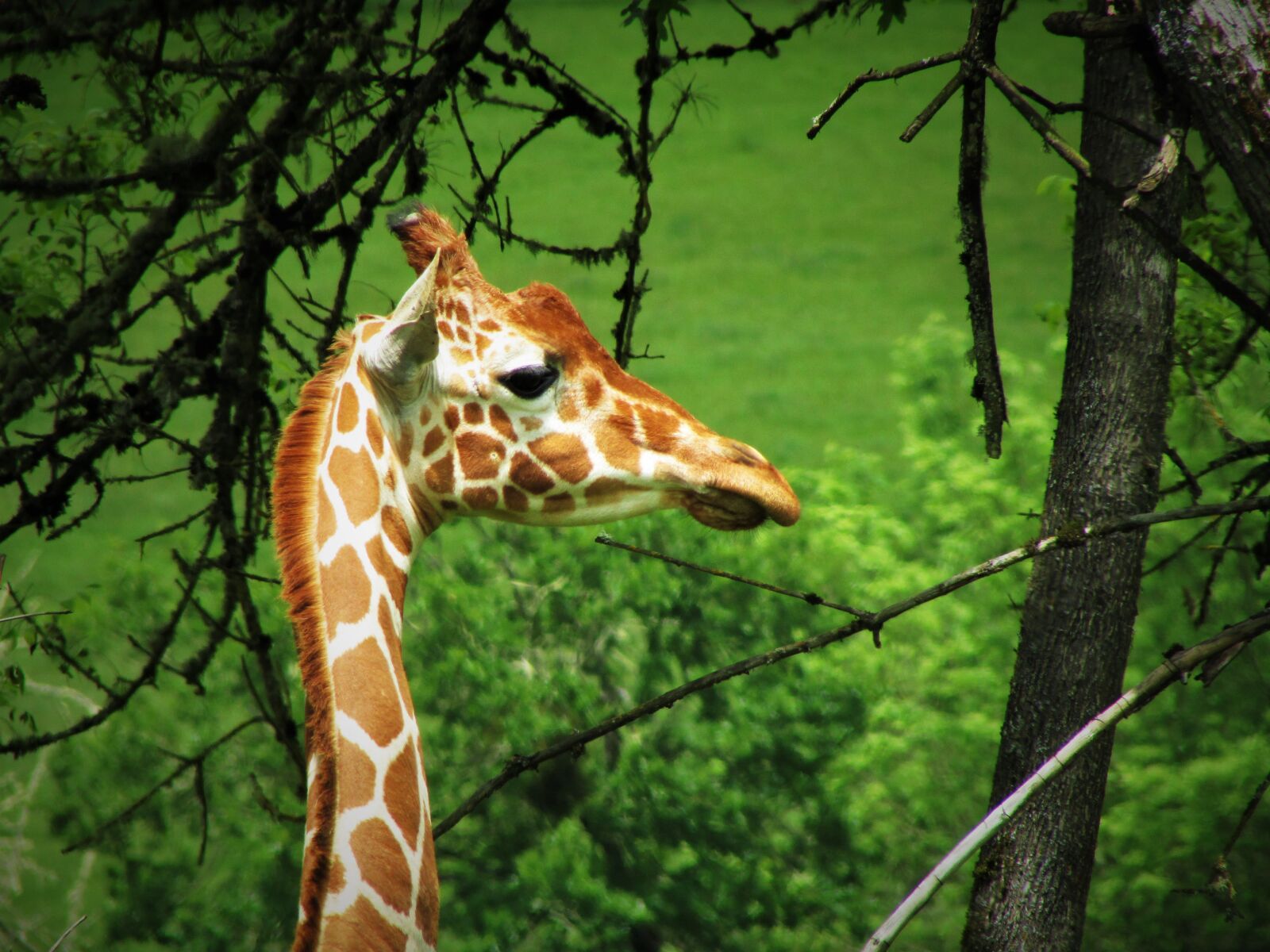 Canon PowerShot SX500 IS sample photo. Giraffe, animal, mammal photography