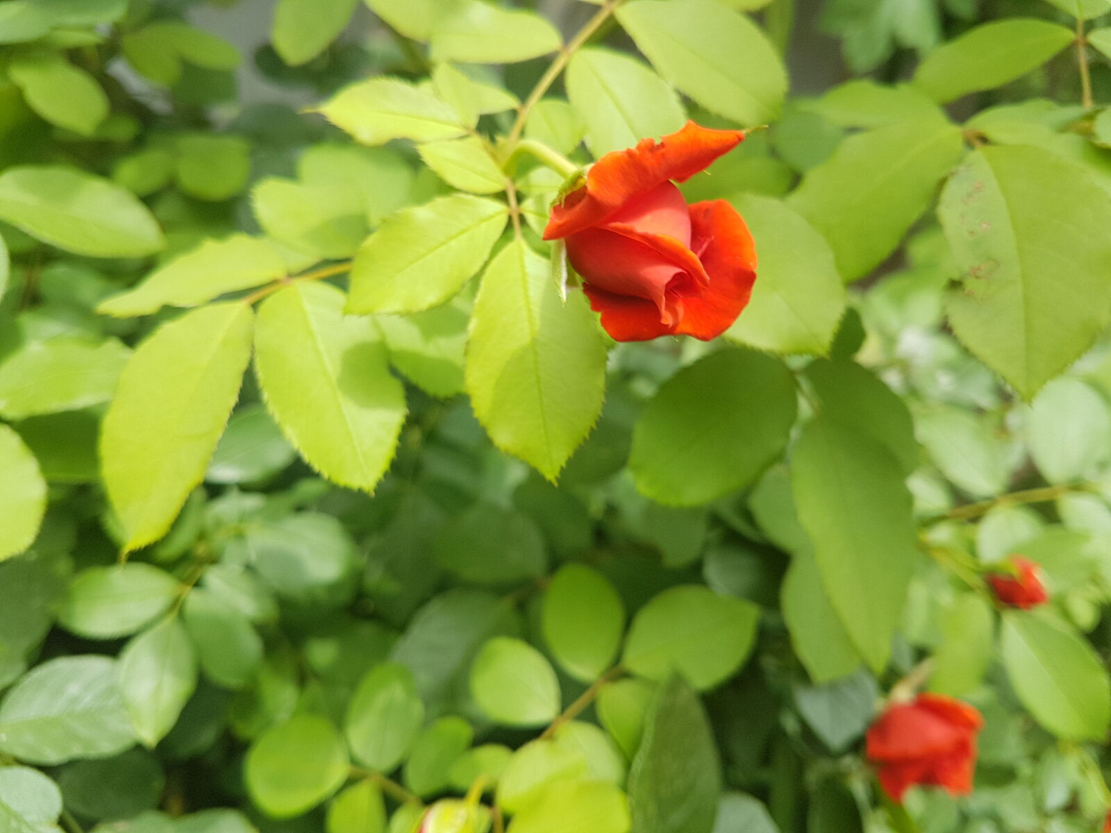 Samsung Galaxy S7 Edge sample photo. Red, rose photography
