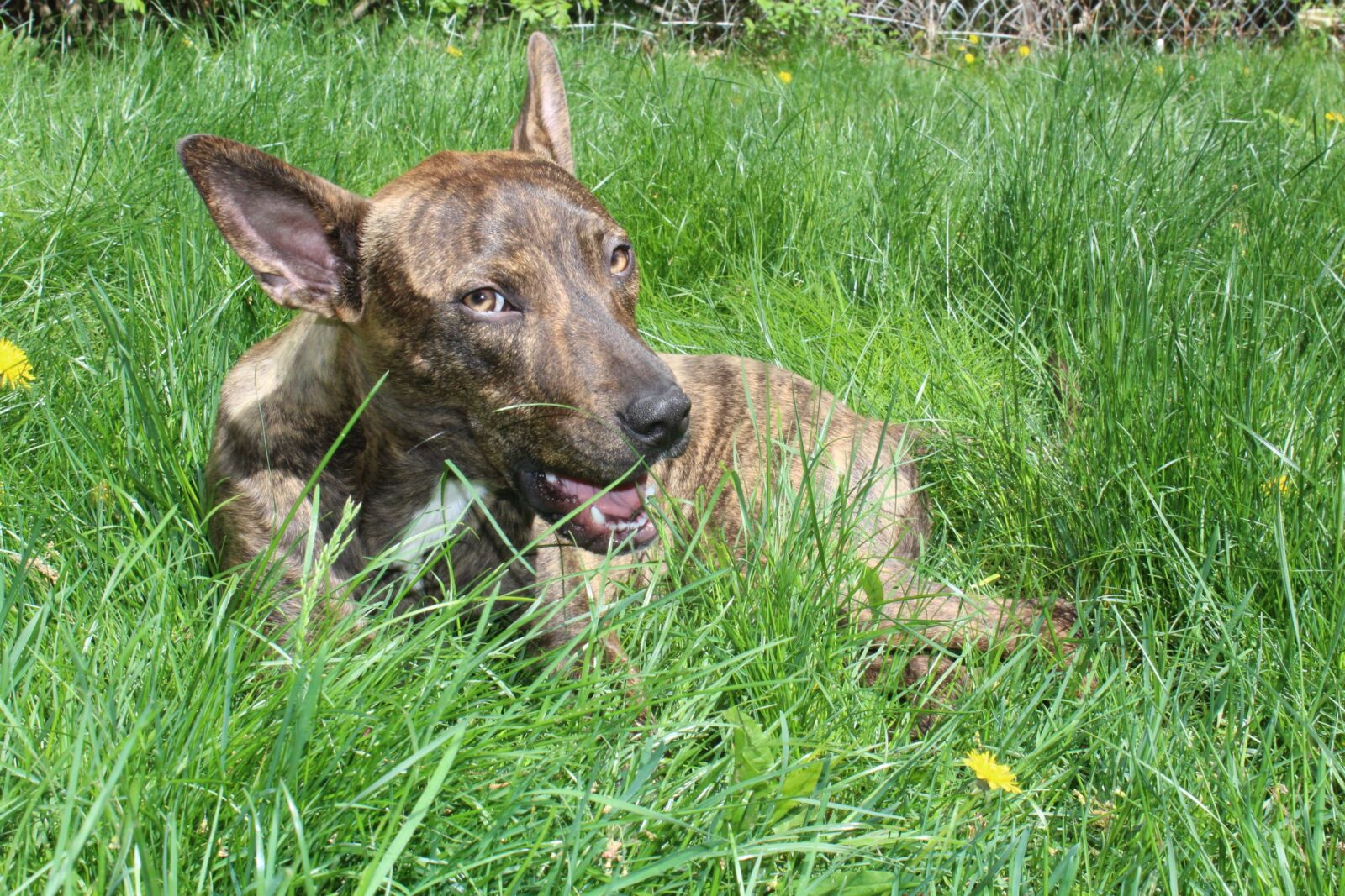 Canon EOS 1200D (EOS Rebel T5 / EOS Kiss X70 / EOS Hi) sample photo. Smile, rescue dog, happy photography