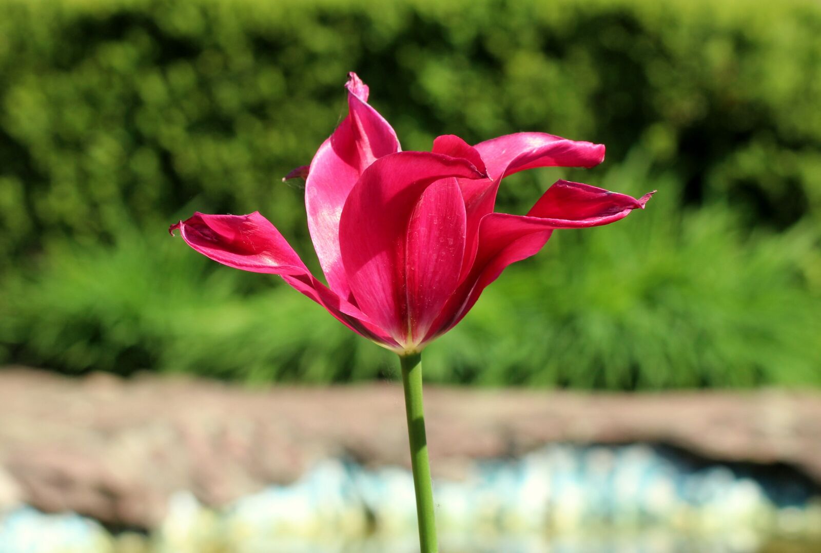 Canon EOS 1200D (EOS Rebel T5 / EOS Kiss X70 / EOS Hi) sample photo. Tulip, one, spring photography