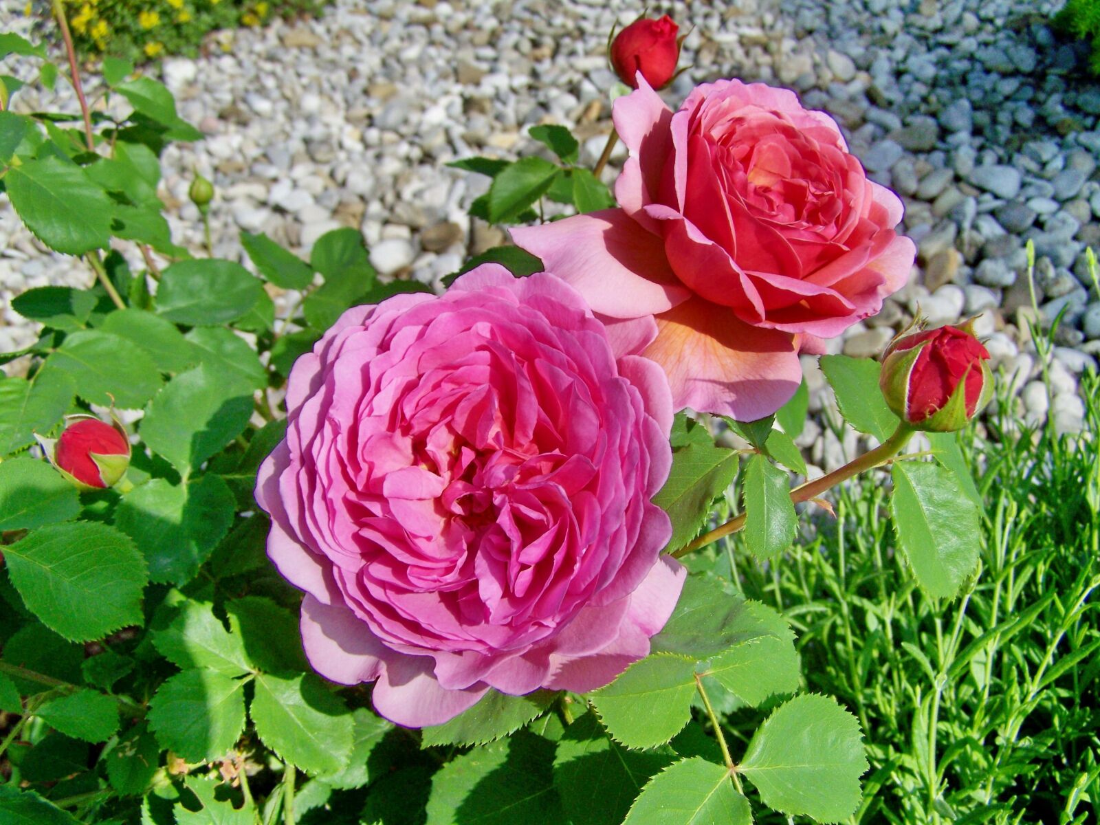Kodak EASYSHARE ZD710 ZOOM DIGITAL CAMERA sample photo. Rose, flower garden, pink photography