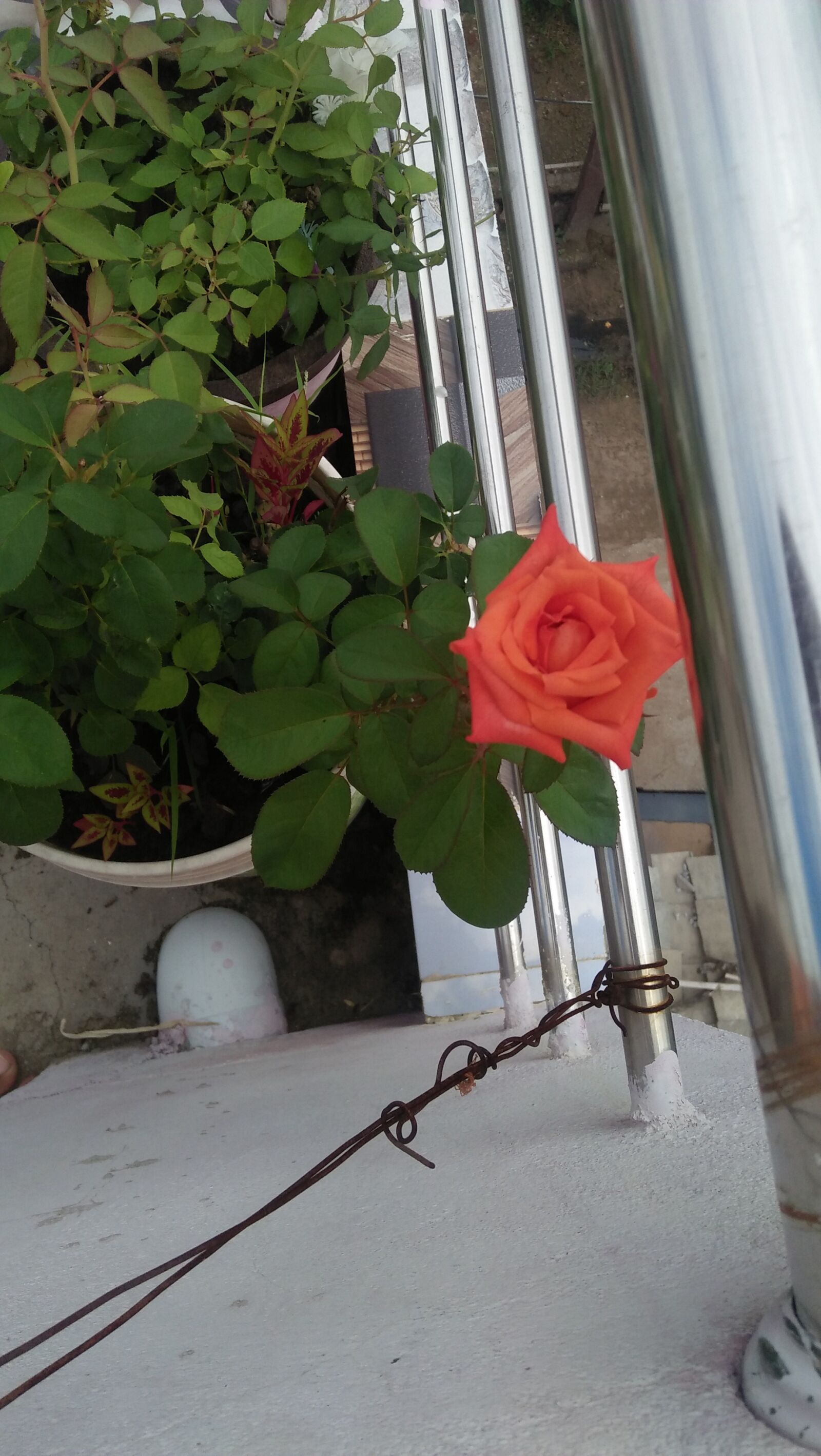 OPPO A37fw sample photo. Rose, orange, nathure photography