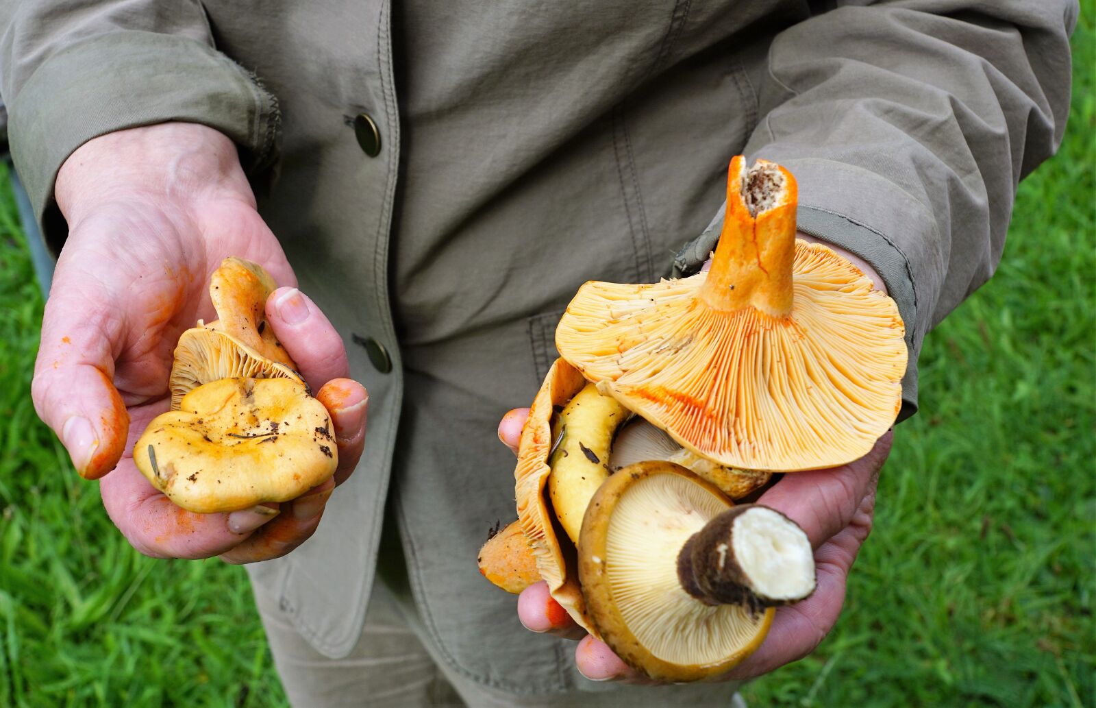 Sony ILCA-77M2 + Sony DT 16-50mm F2.8 SSM sample photo. Mushrooms, vegan, eat photography