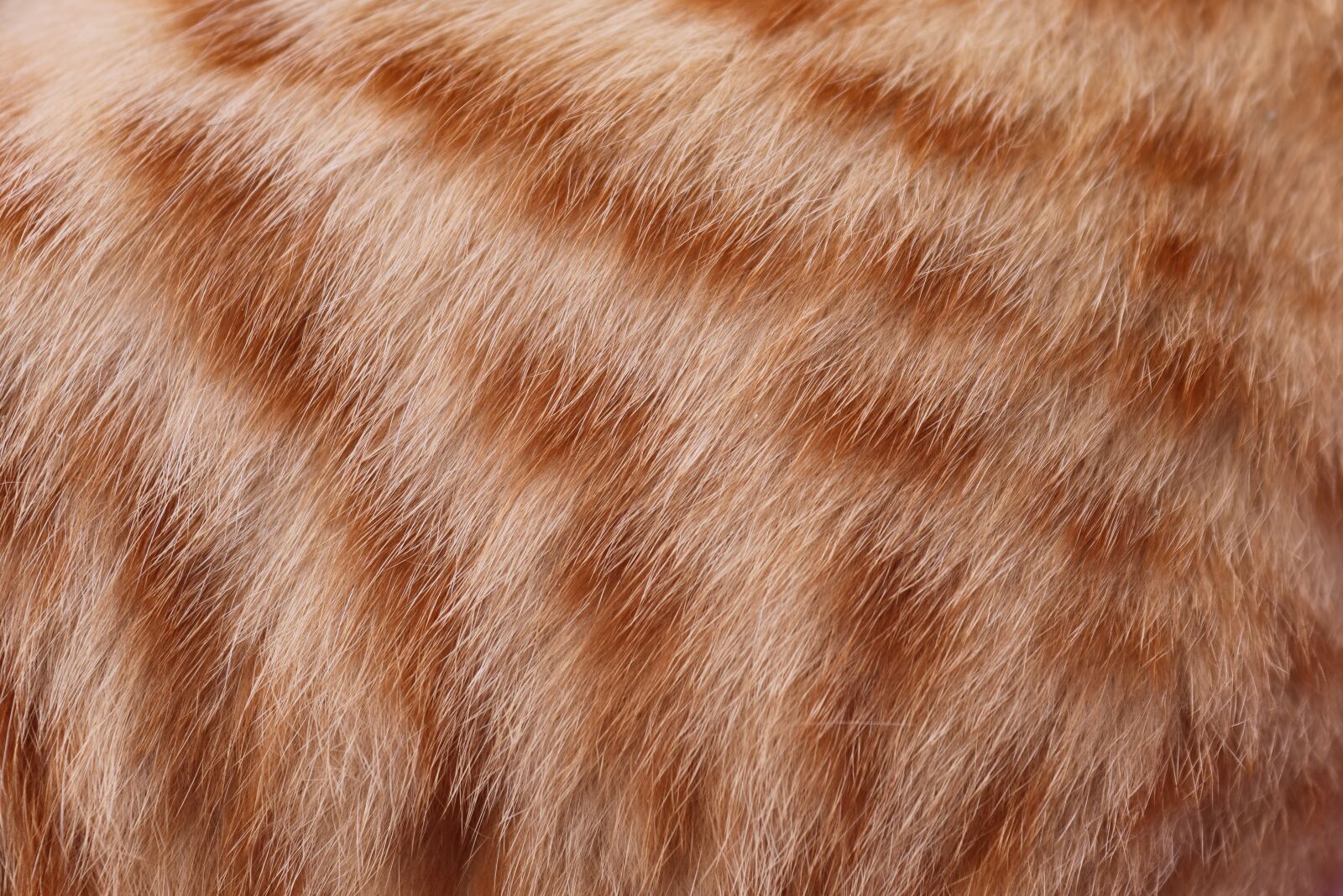 Canon EOS 200D (EOS Rebel SL2 / EOS Kiss X9) sample photo. Fur, hair, cat photography