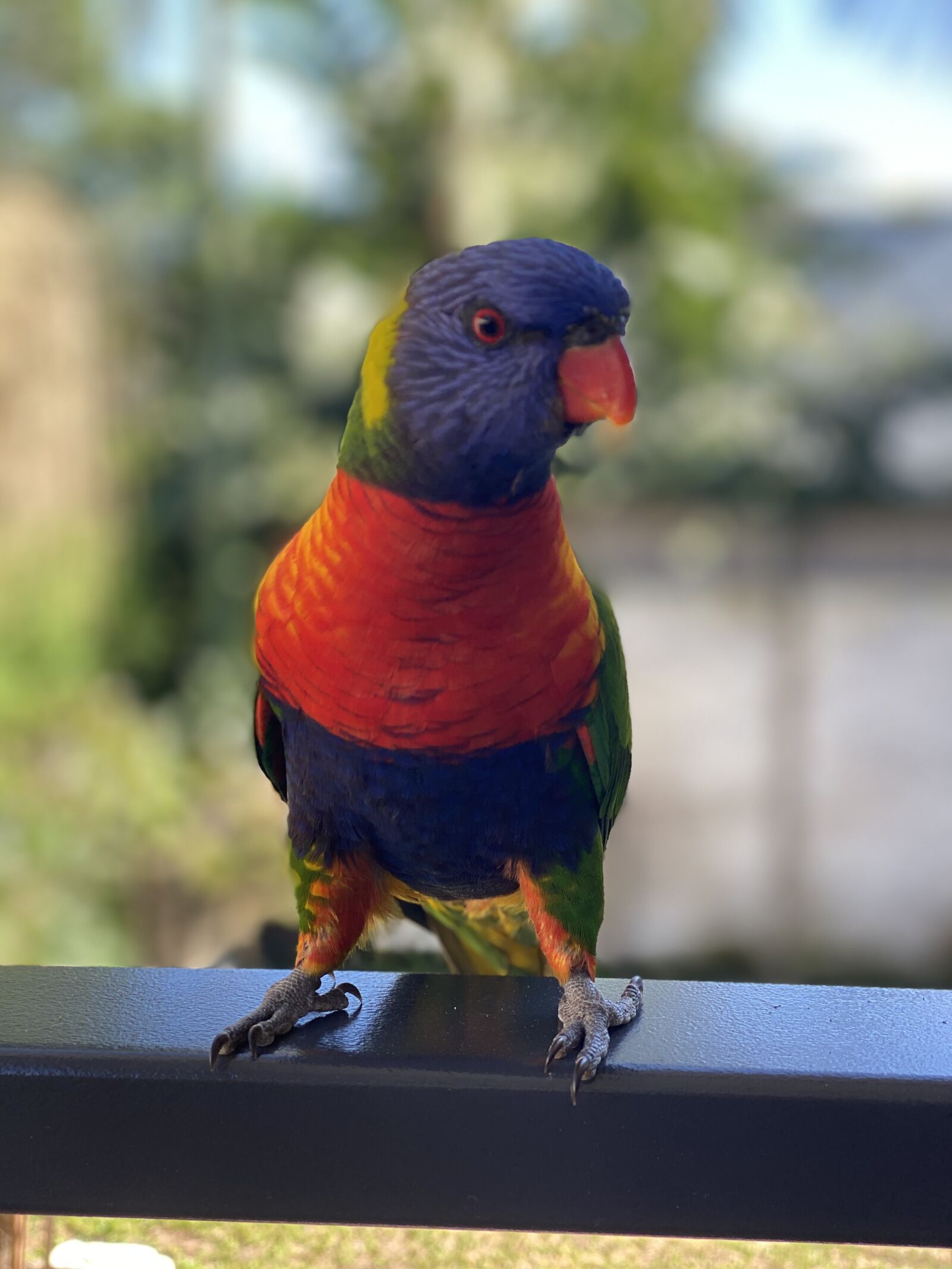 Apple iPhone 11 Pro sample photo. Bird, rainbow, lorikeet photography