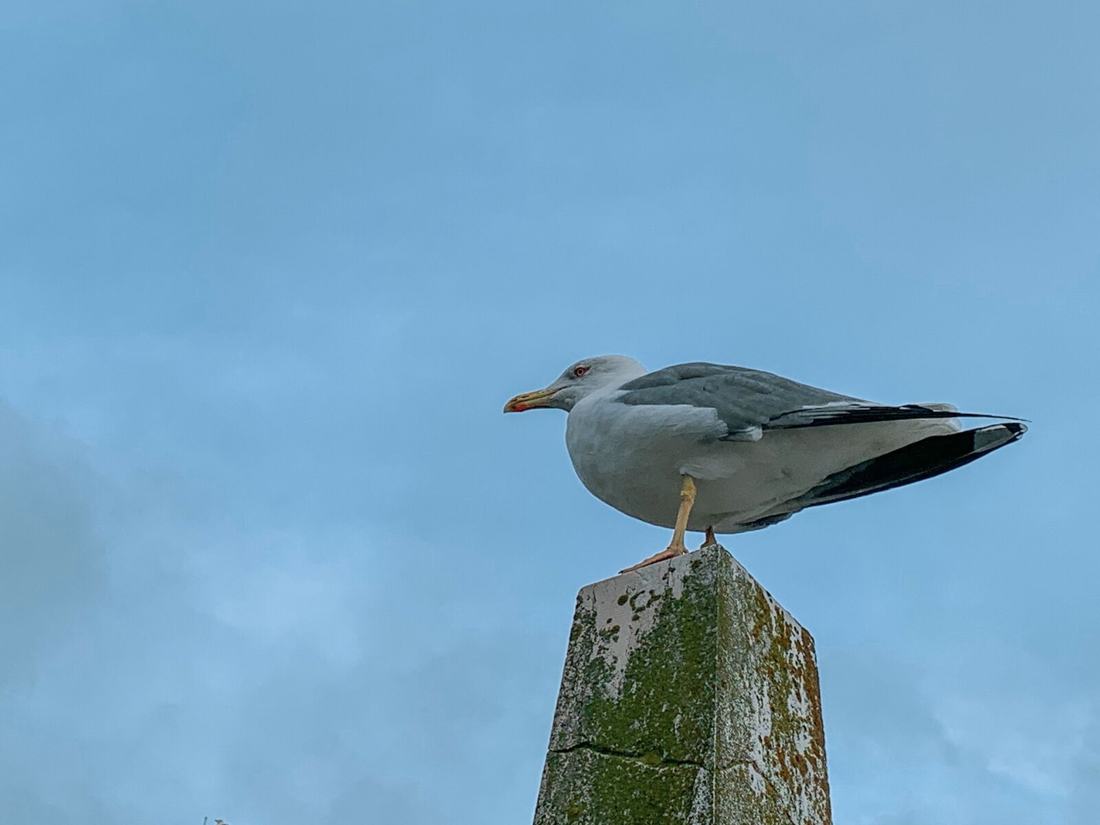 Apple iPhone XR sample photo. Ave, mar, playa photography