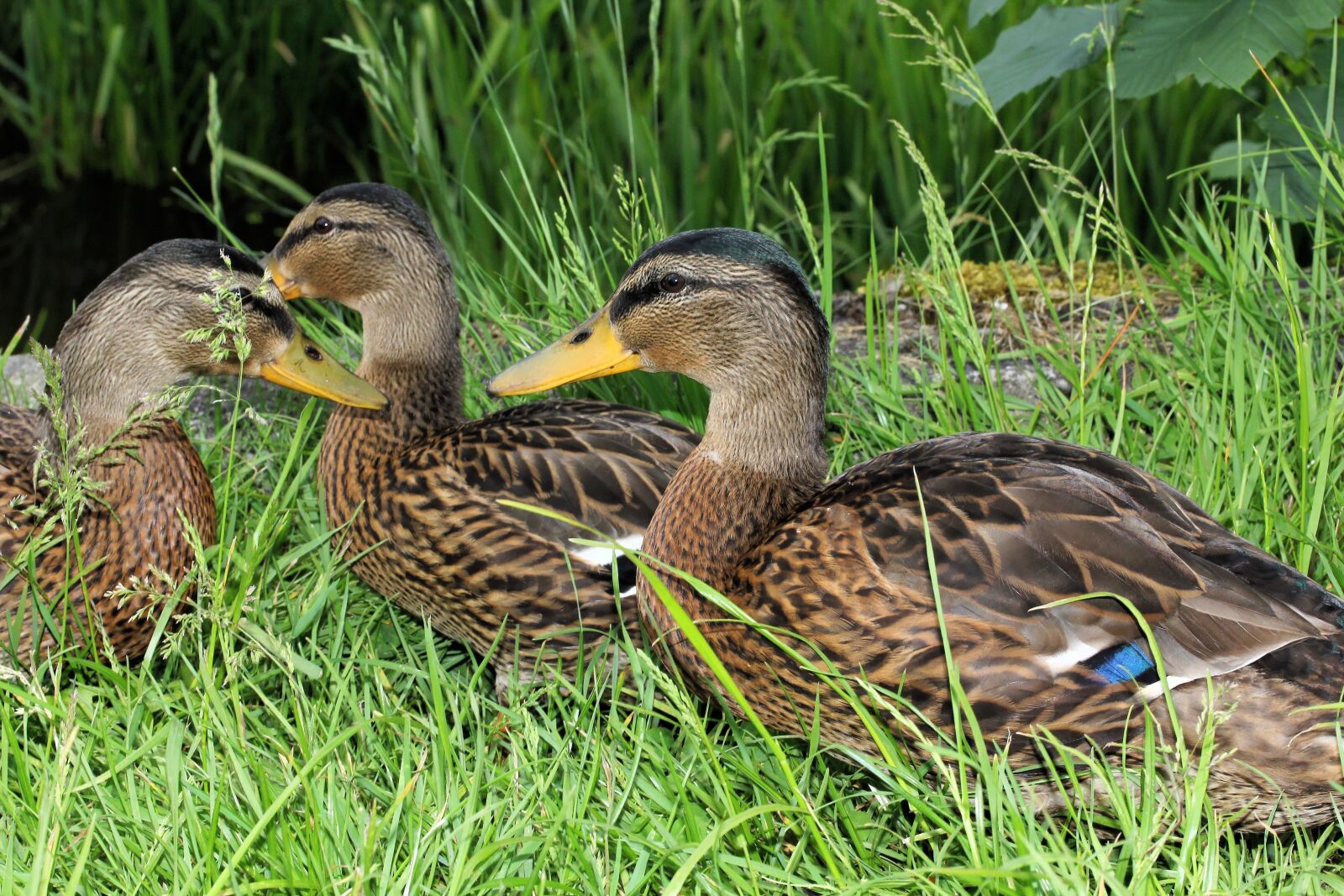 Canon EF-S 60mm F2.8 Macro USM sample photo. Ducks, drake, male photography