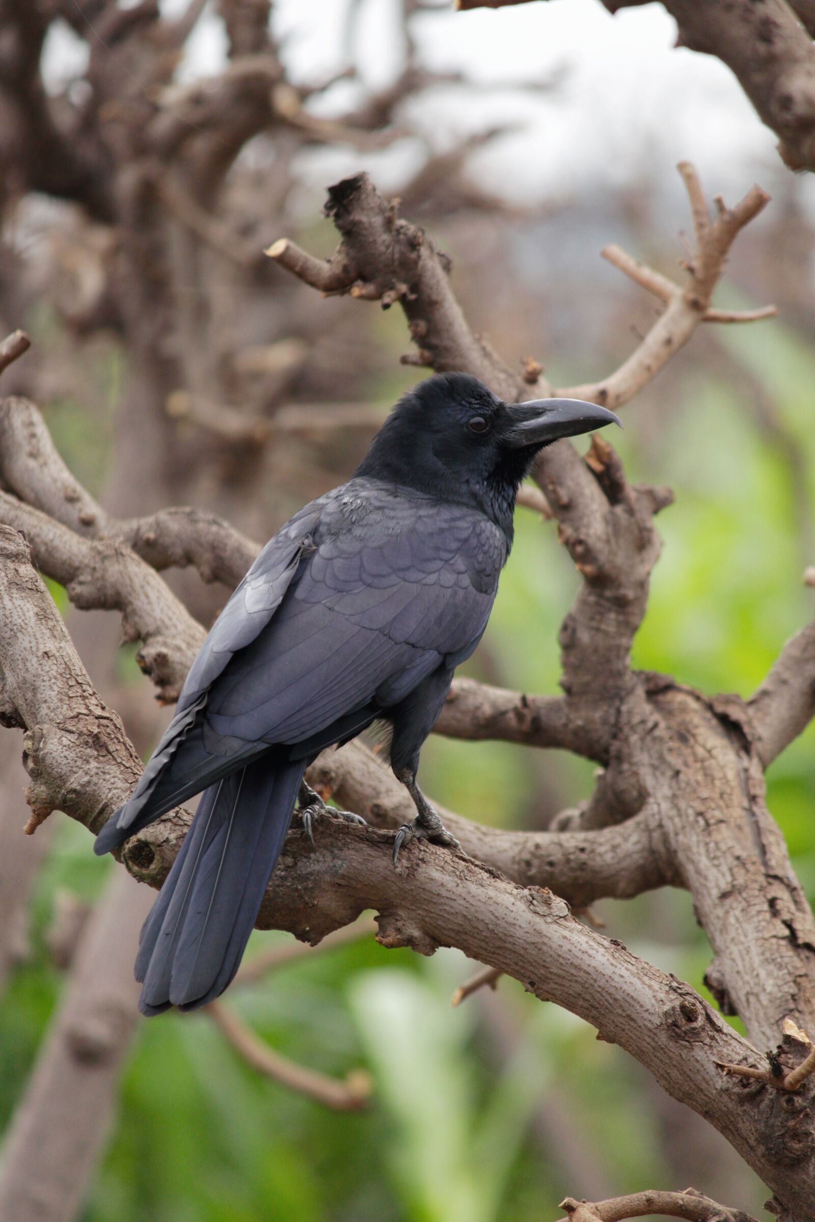 Canon EOS 700D (EOS Rebel T5i / EOS Kiss X7i) sample photo. Bird, wildlife, nature photography