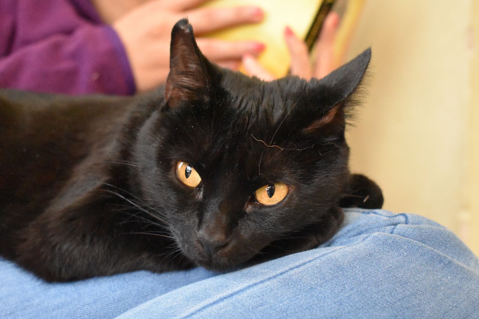 Nikon D3400 sample photo. Cat, kitty, pet photography