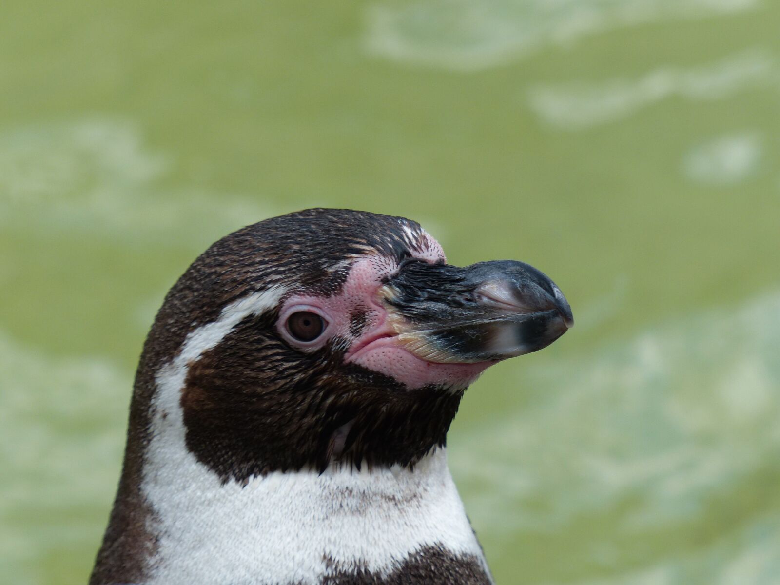 Panasonic Lumix DMC-FZ200 sample photo. Penguin, zoo, water photography